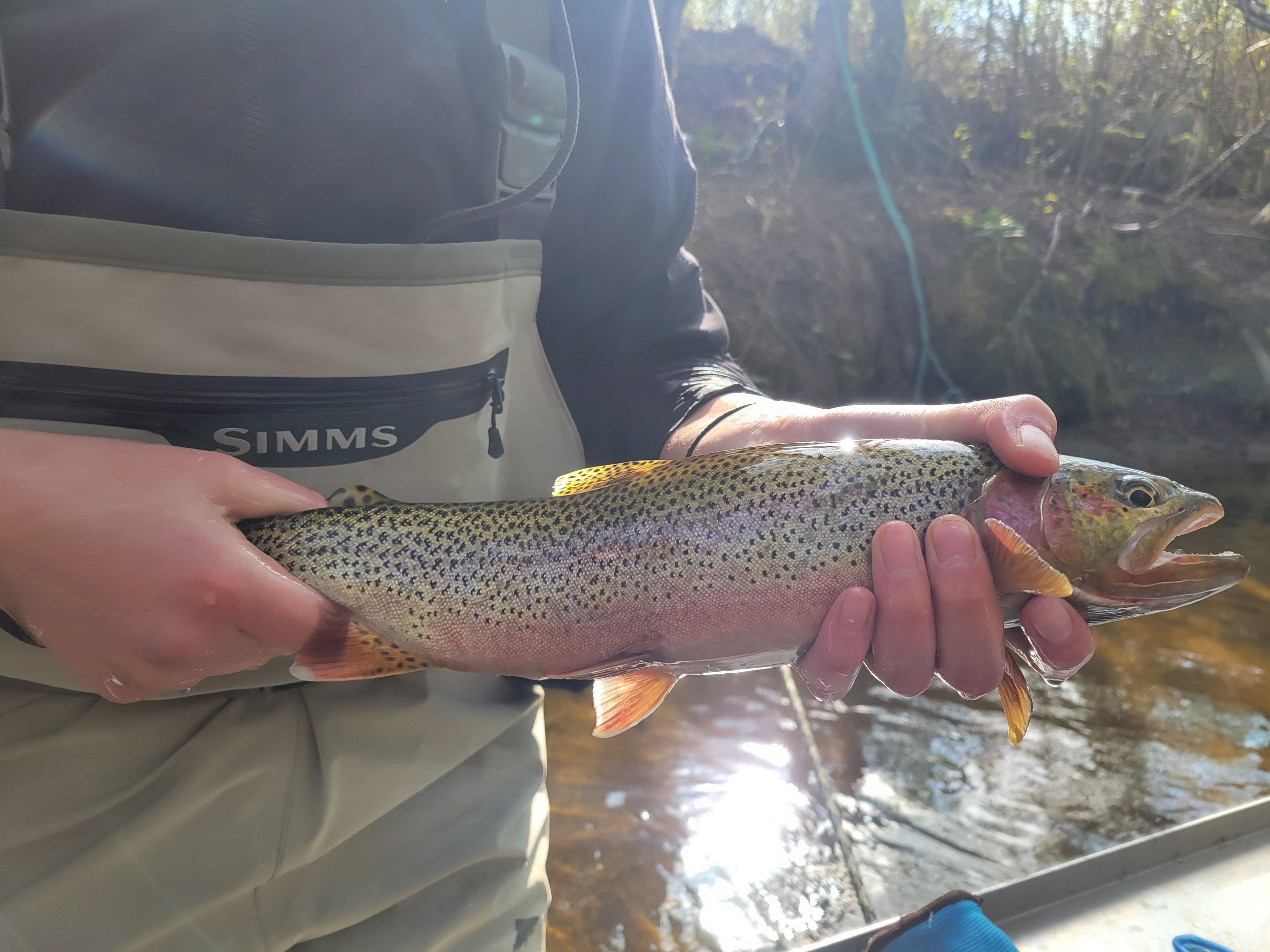 Identifying Cutthroat Trout caught in fry out migration trap inScully Creek