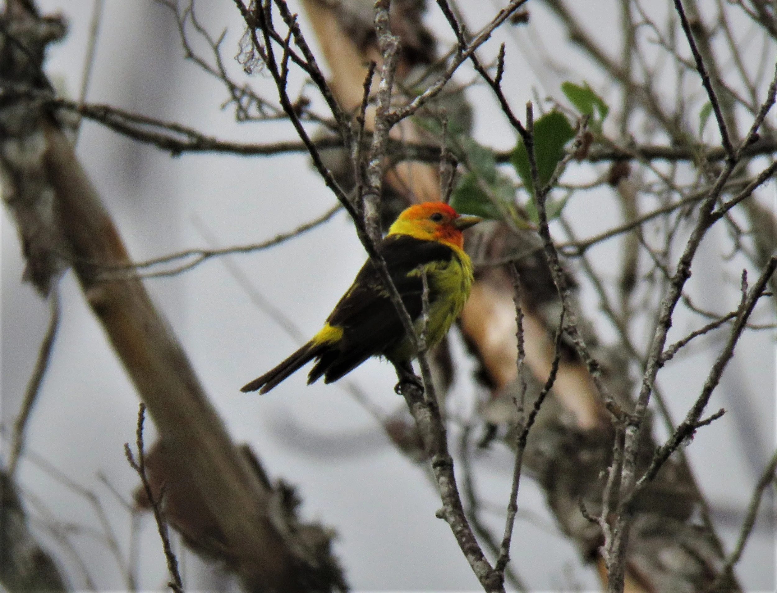 Interpretive Bird Walk