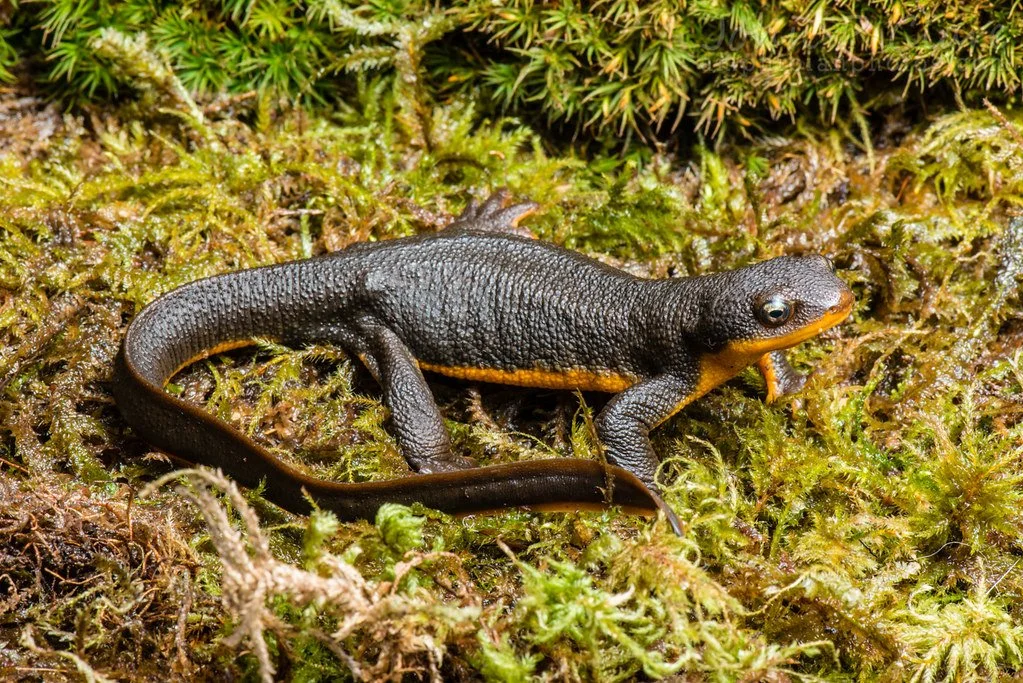 Learn about Temperate Rainforests and Amphibians