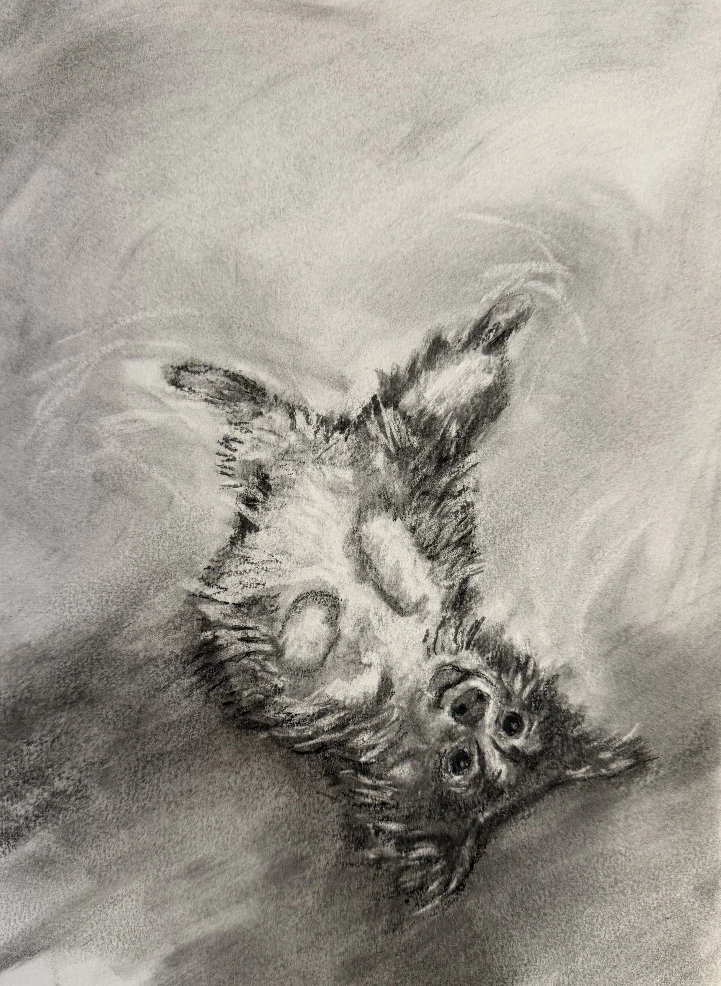 Photo Feb 26 2026, 7 19 14 AM.jpg