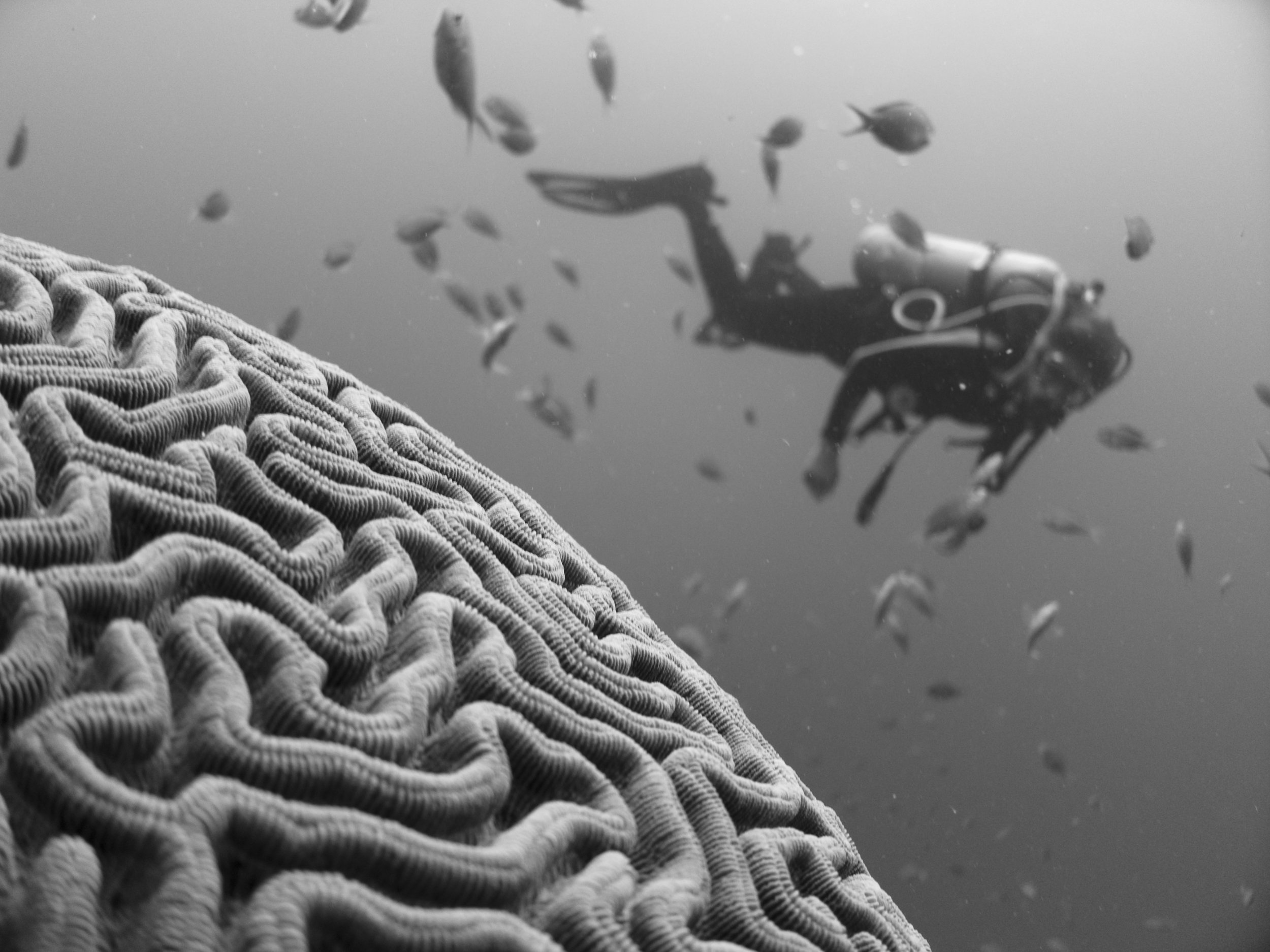 FMRI and evidence-based psychiatry