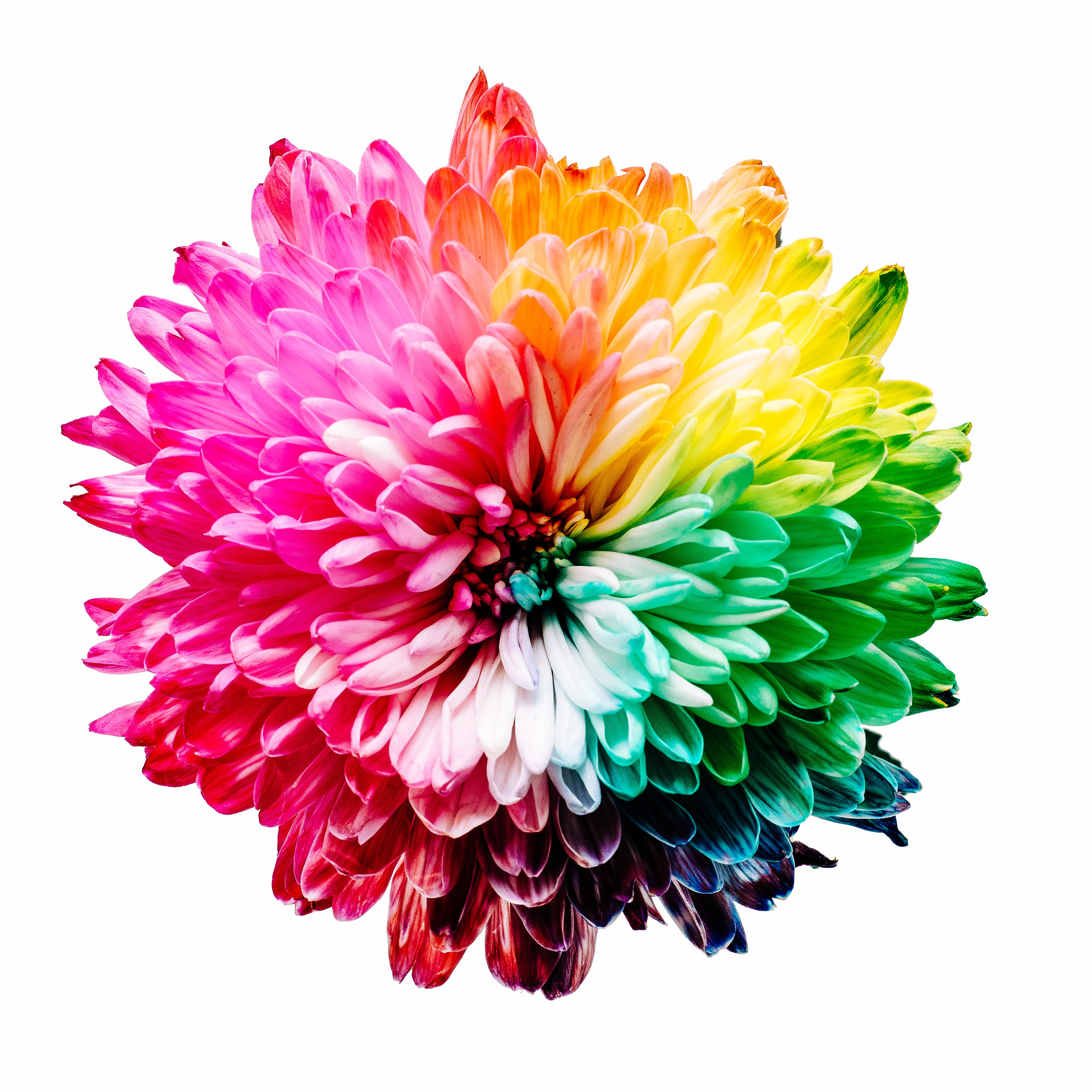Genius is colorful