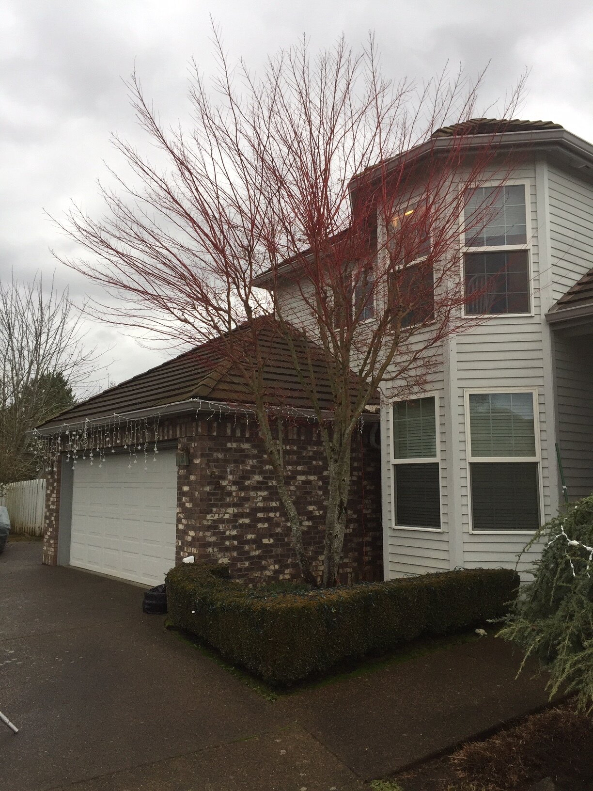 Tree branches blocking home.