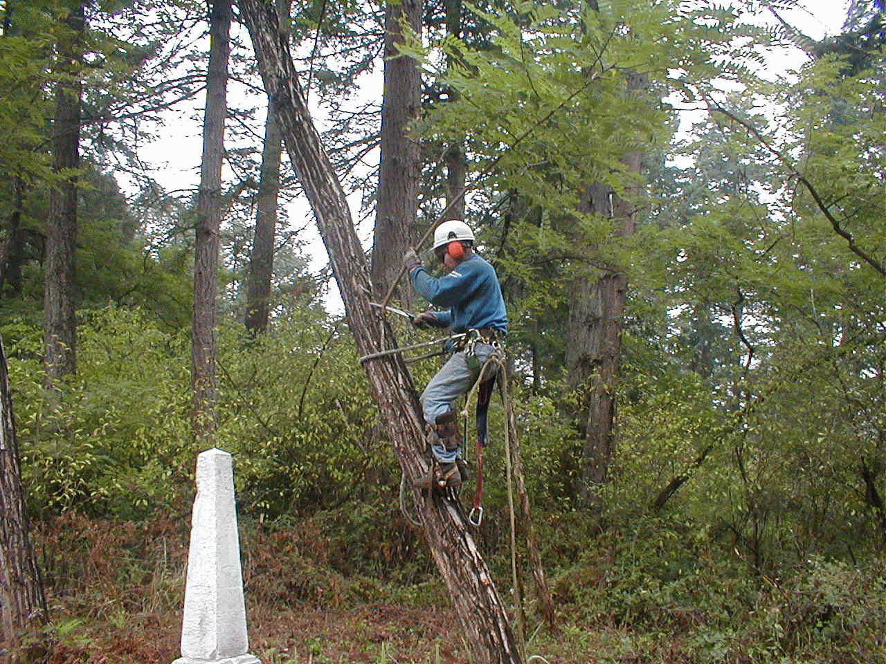 Tree climber trimming tree.