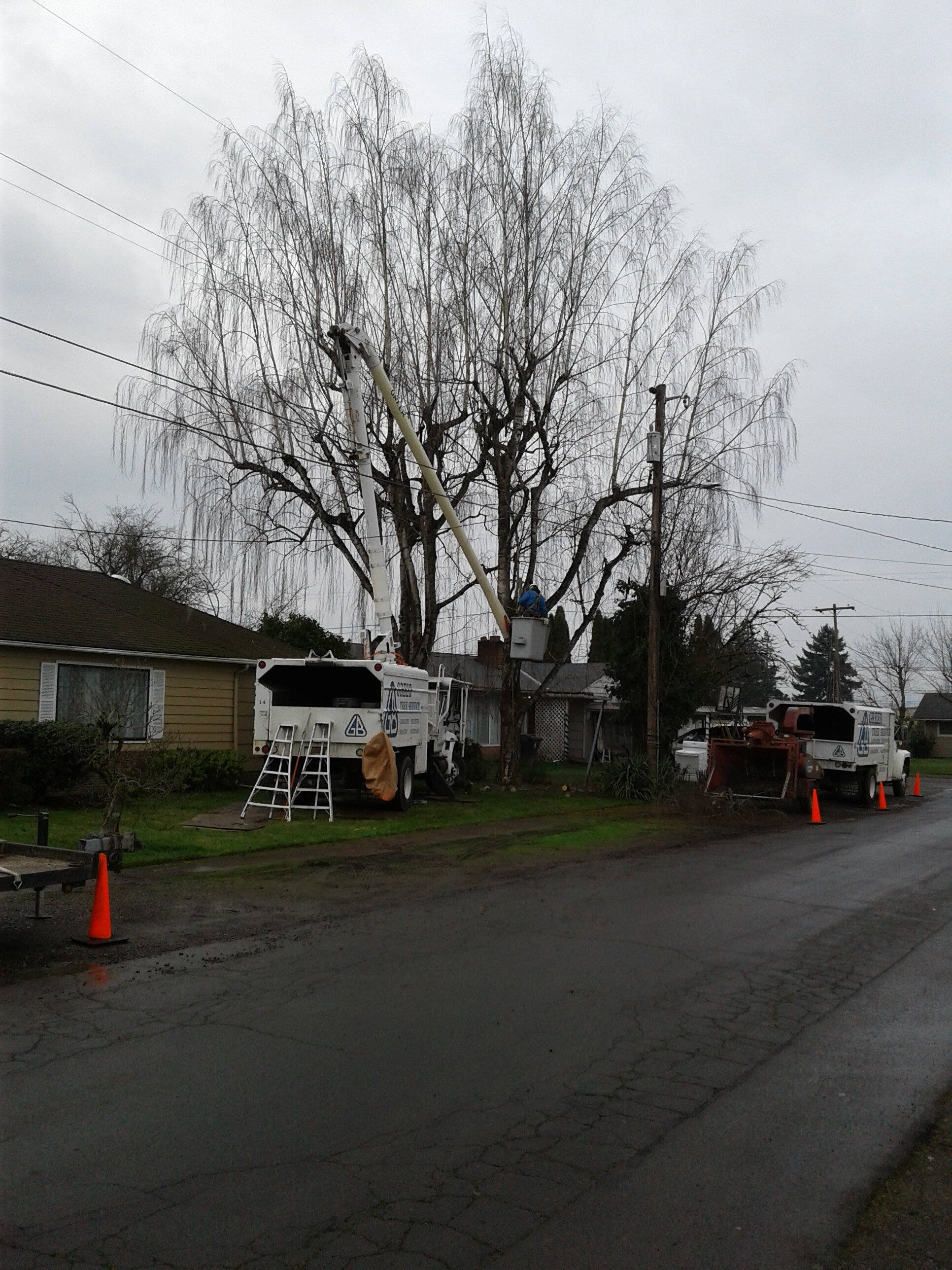 Bucket truck tree felling. Limb and brush chipping.