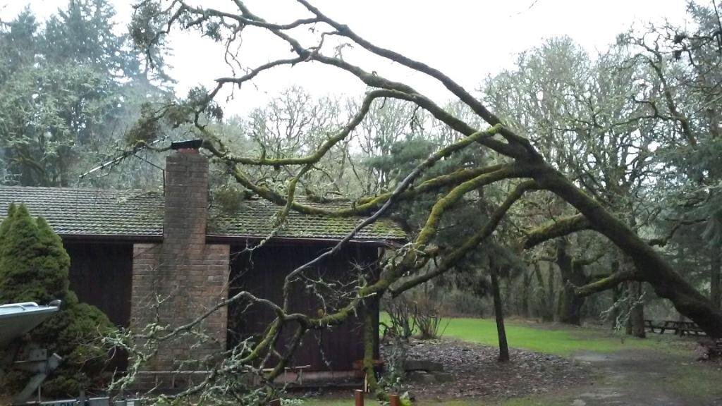 Emergency tree removal.