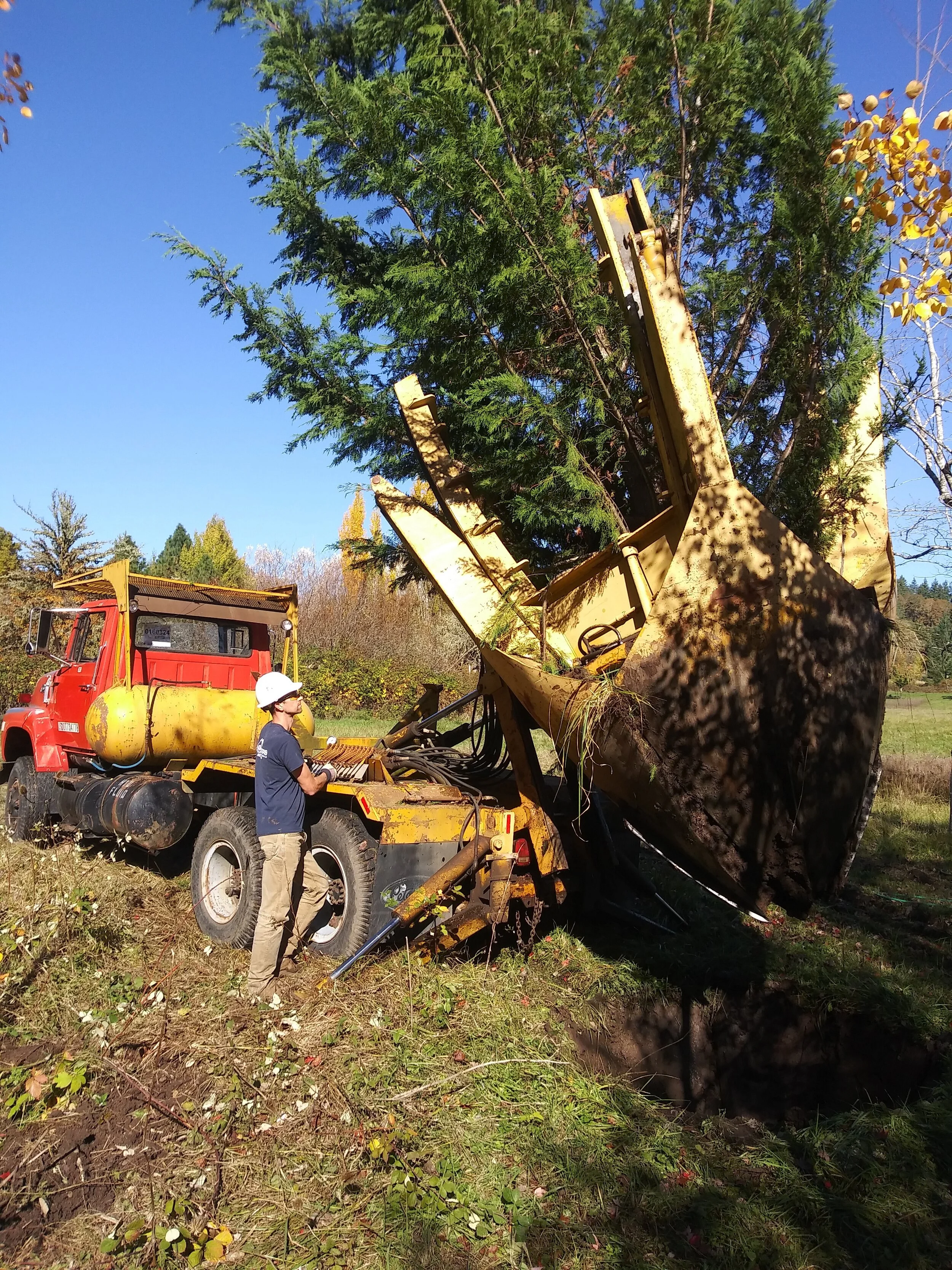 palm tree removal cost perth