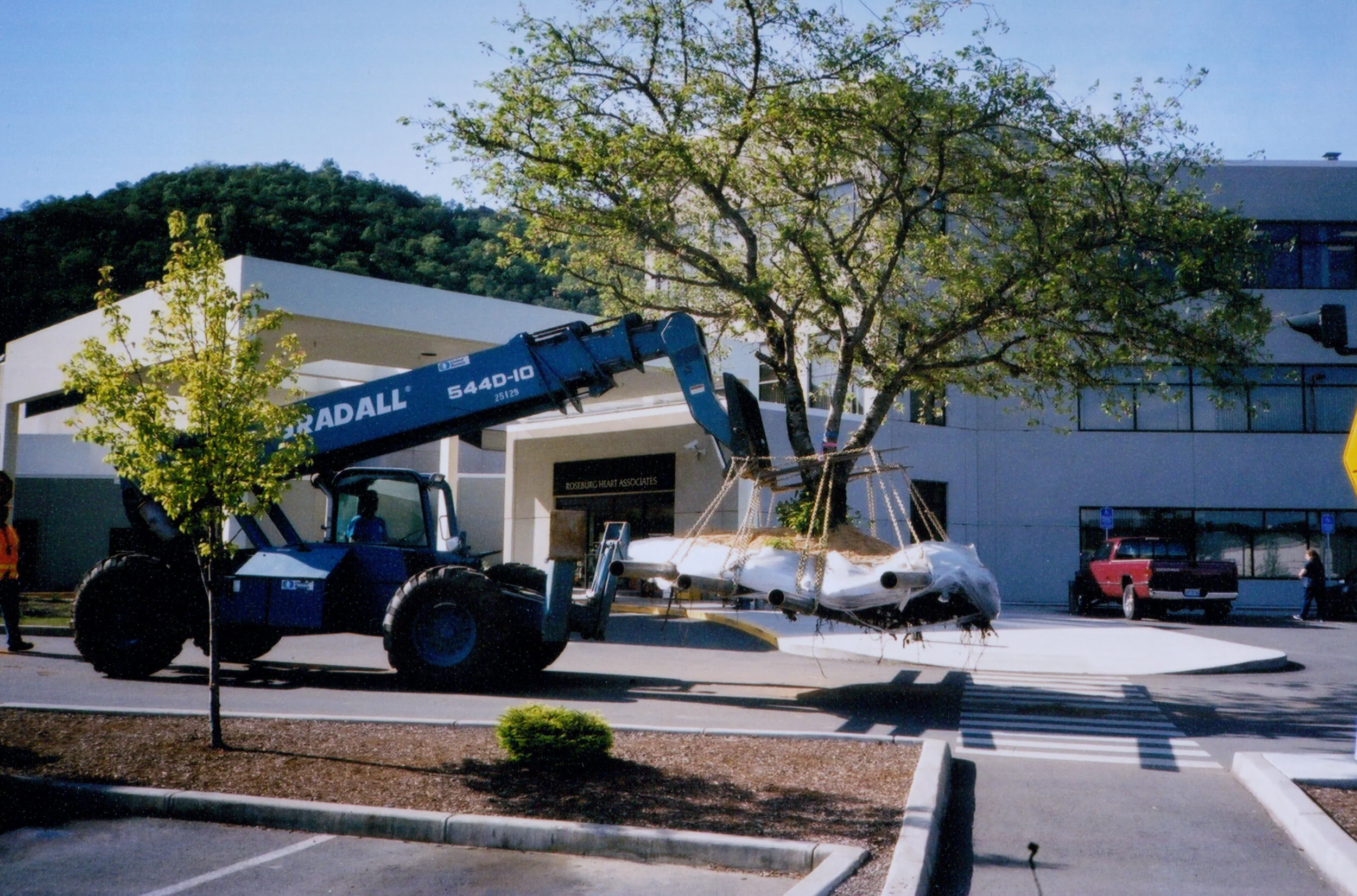 What does it cost to move a large tree? — Greer Brand Industries