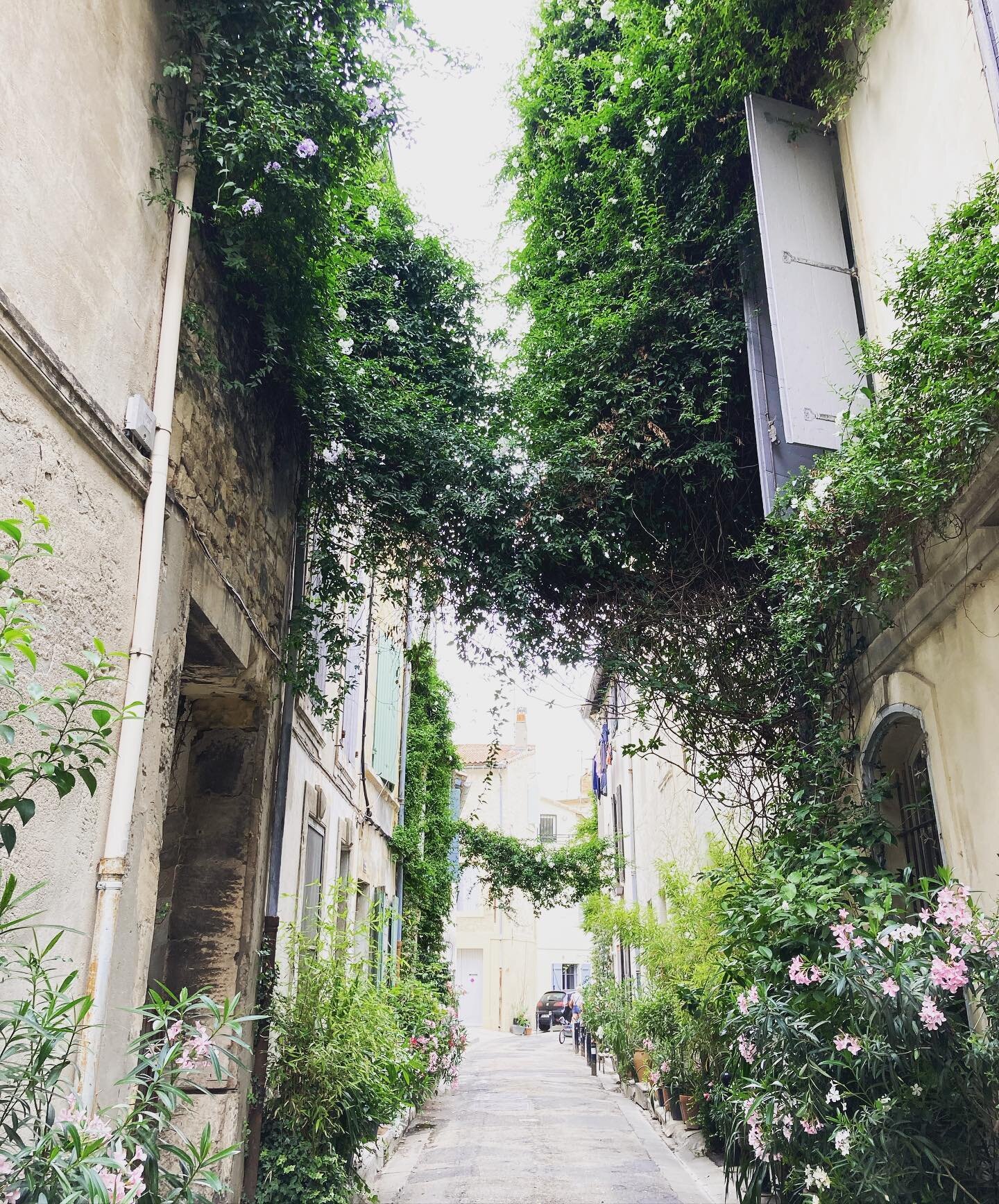 Jasmine jungle in Arles 🌿 #provence #camargue #travelfrance