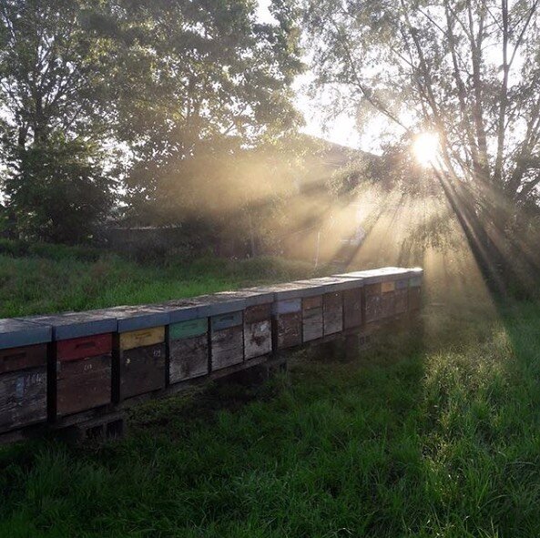 A glorious morning with the bees ... meet Piedmont&rsquo;s foremost honey maestro Andrea Bianco on our Alto Piemonte, Turin and Valle d&rsquo;Aosta adventure.