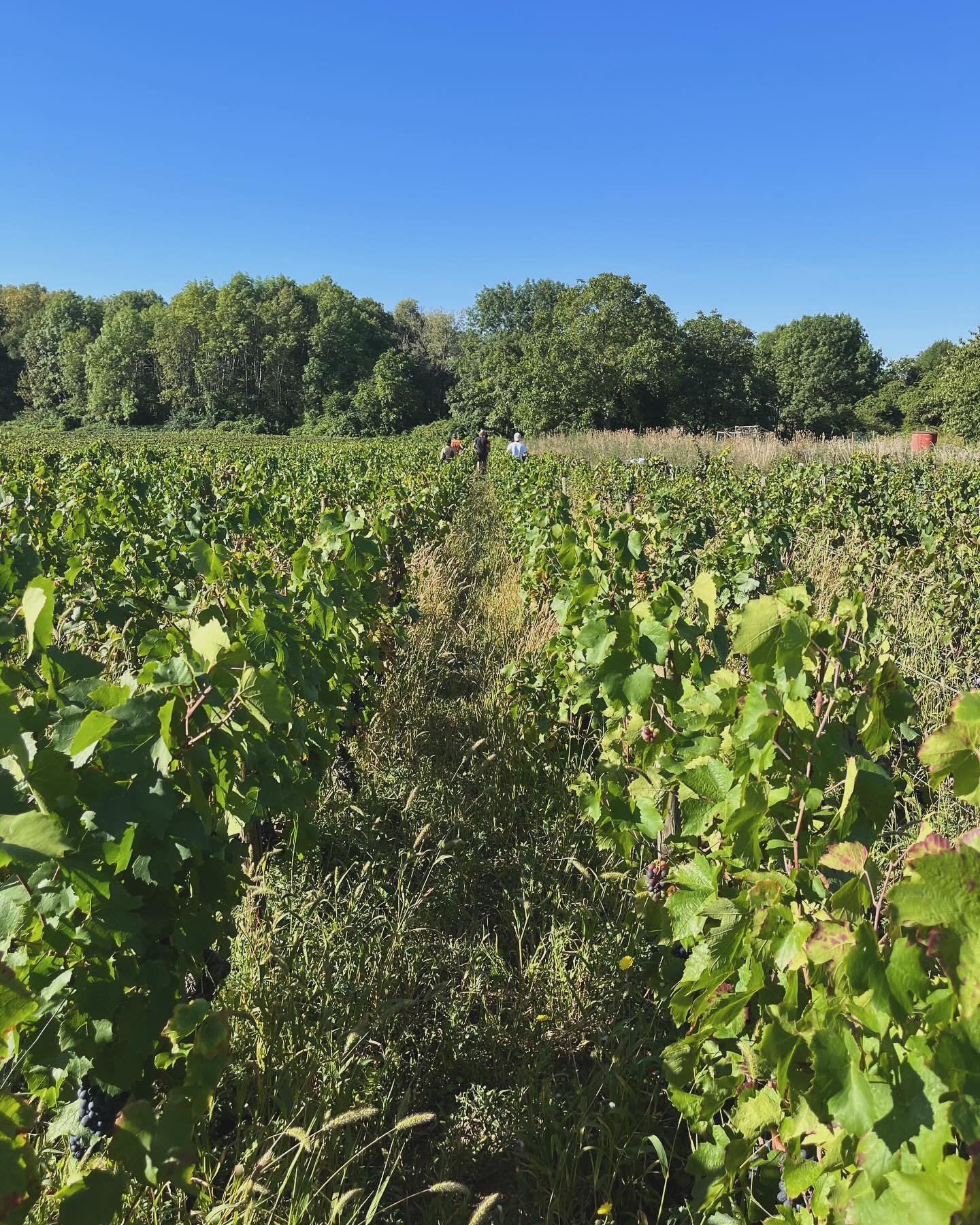 Green season! It has been a rainy Spring and the growing season has taken off in the vineyards. We are looking forward to sunnier days and hosting in France and Italy in the coming month to taste the latest vintages and make our impressions of the ne