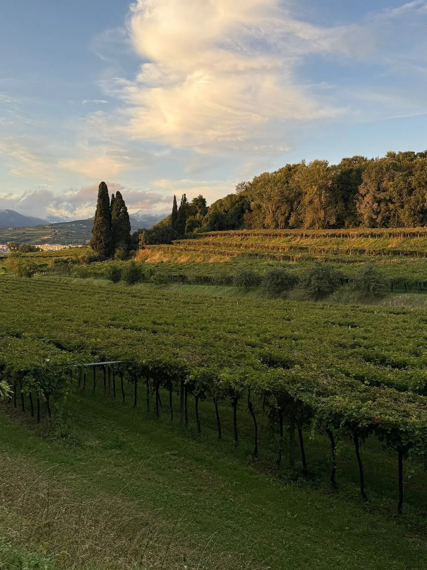 A beautiful visit to the Clementi Estate in Valpolicella, where the high-altitude slopes of sandy chalk produce wines of balance and drinkability.
#madrosejourneys