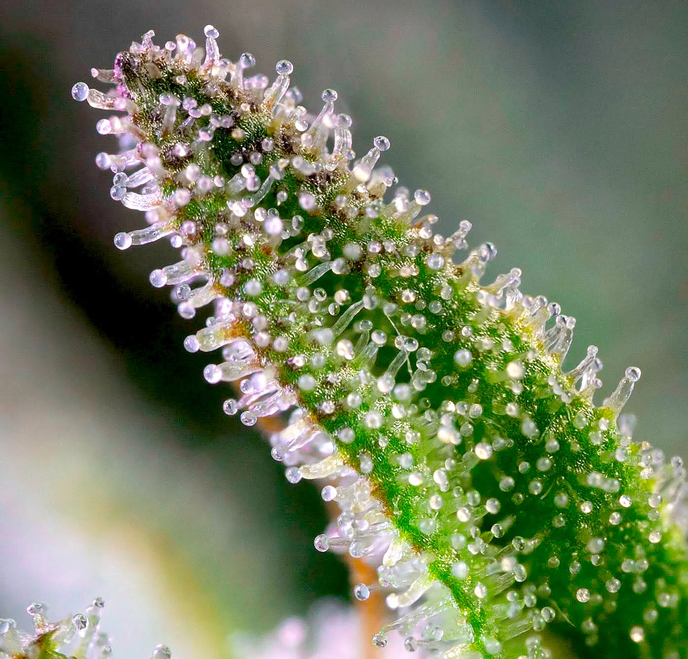 Ice Cream Cake Trichomes Close Up.