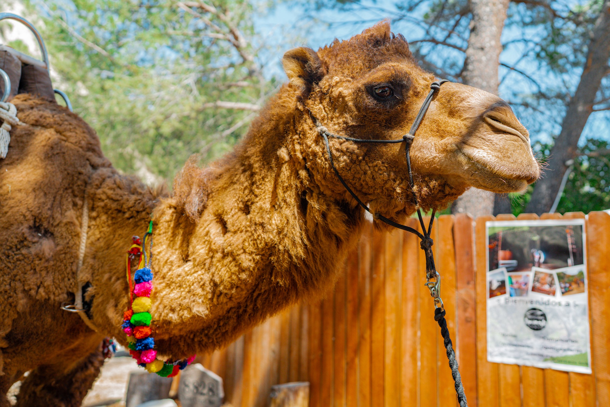 Southern.California.Wedding.photography.Mezmeriscenes (180).jpg