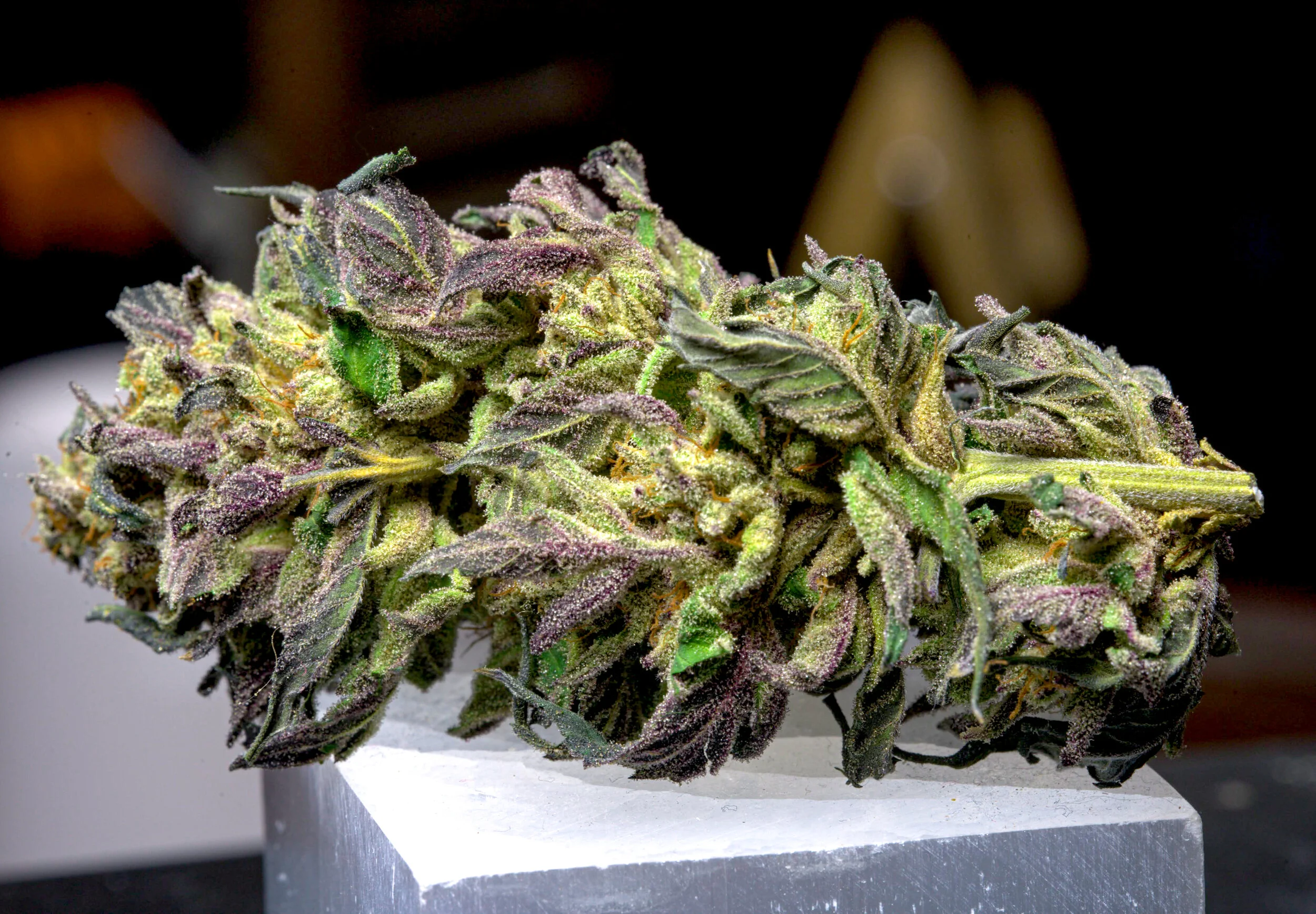 Biscotti first time grow.