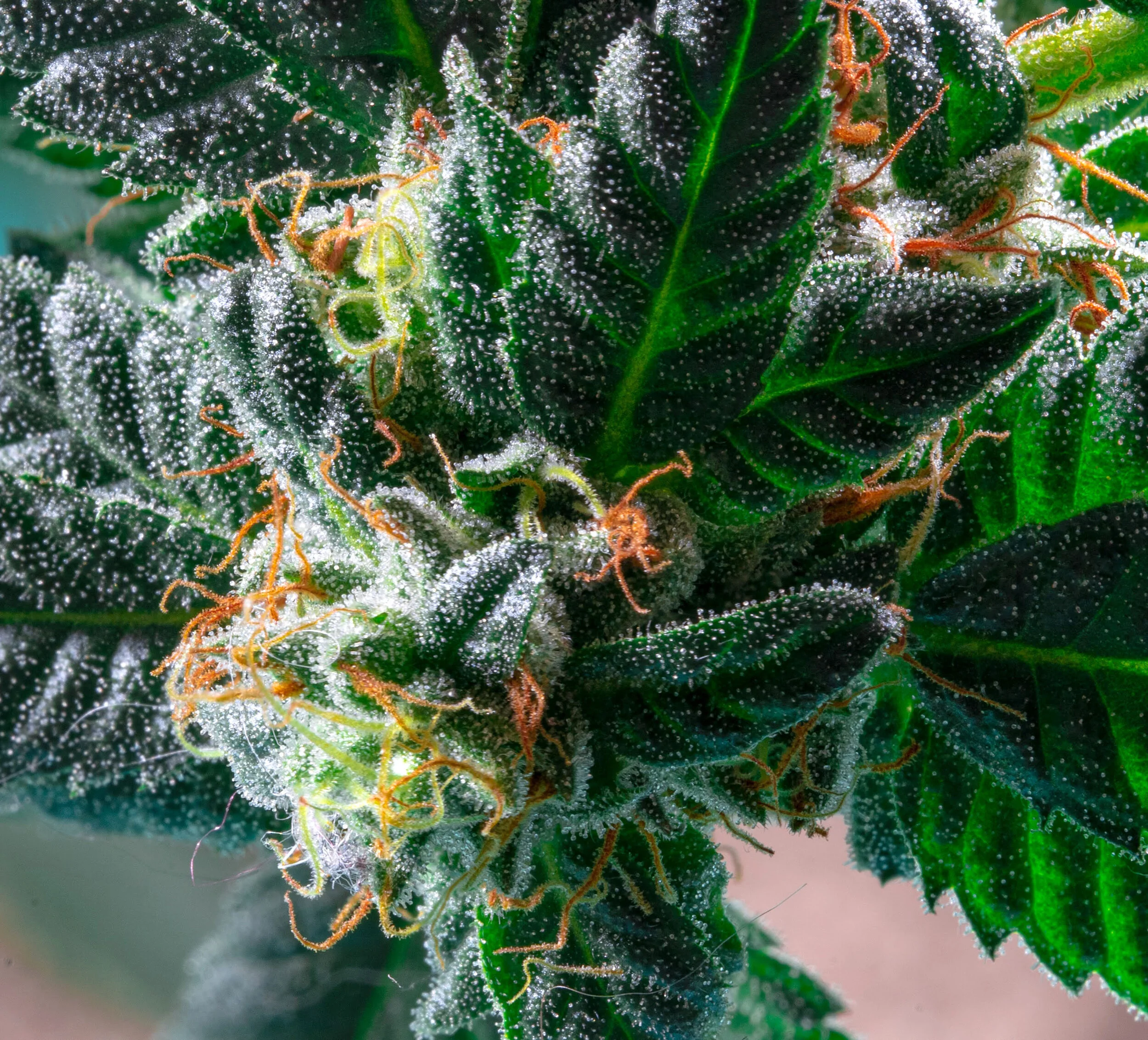 Ice Cream Cake No.1 Close Up