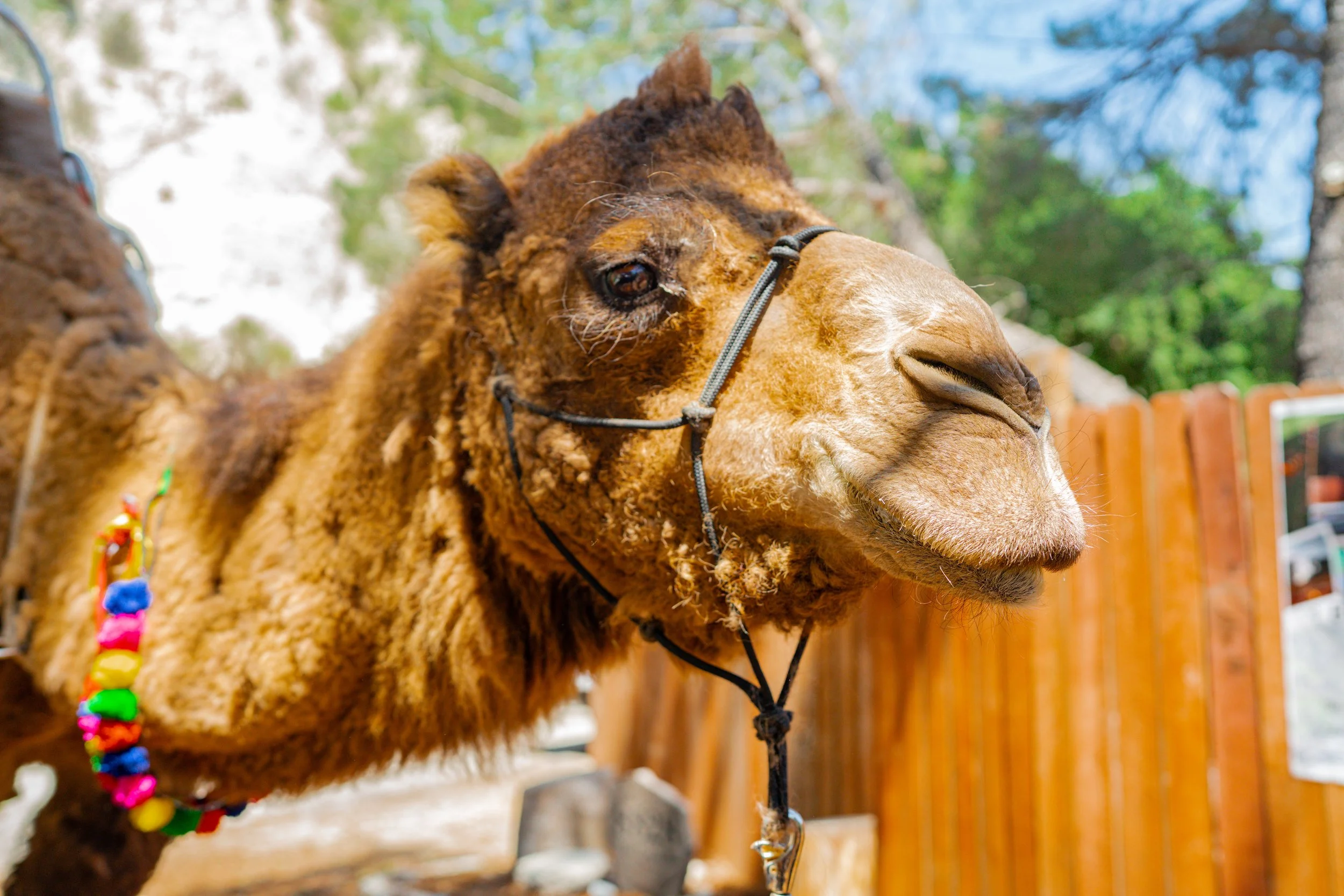 Southern.California.Wedding.photography.Mezmeriscenes (178).jpg