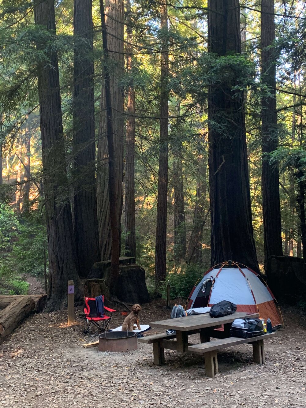 Ventana-Big-Sur-campsite-in-forest-with-dog