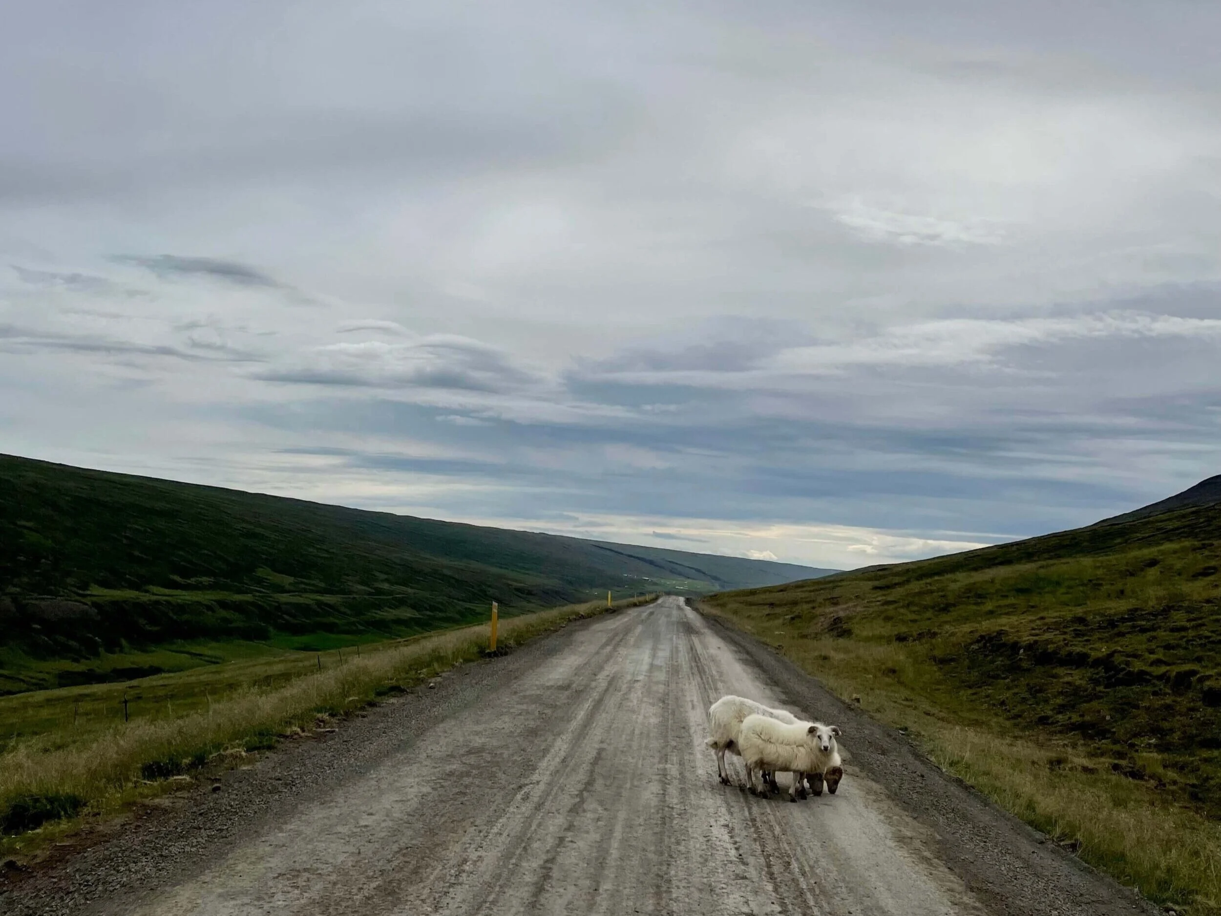 Sheep-In-Road-Iceland.jpeg