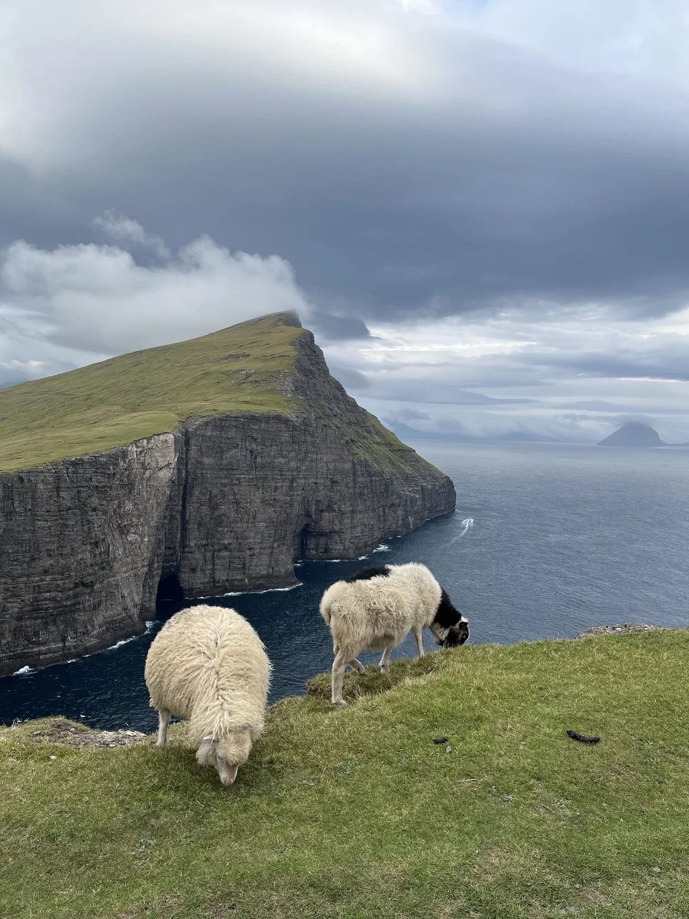 Traelanipa Trail - with sheep.jpeg