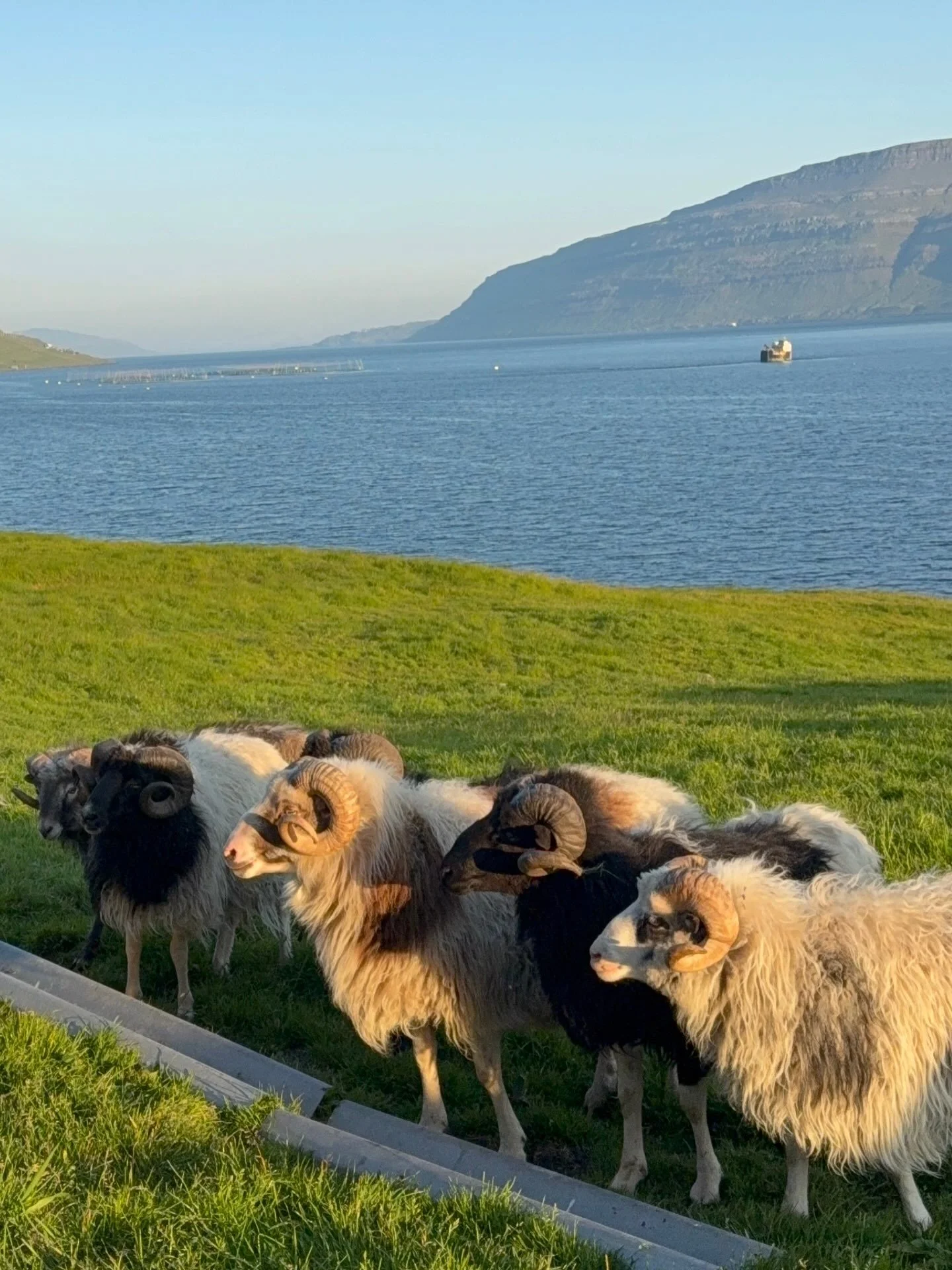 Dipa faves, Faroe Islands 

@lamb_fo such a fun night exploring and understanding the world of a 5th generation sheep farm. 

@restaurantkatrina always hits. I think it&rsquo;s my favorite dinner in the Faroes. Straightforward, elevated, traditional 