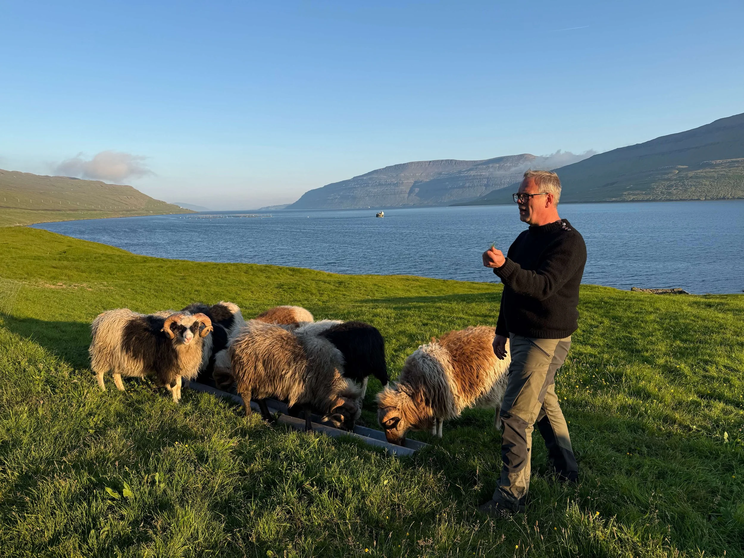 A man wearing glasses and a black sweater is guiding a flock of sheep along a grassy hillside by a body of water with mountains in the background.