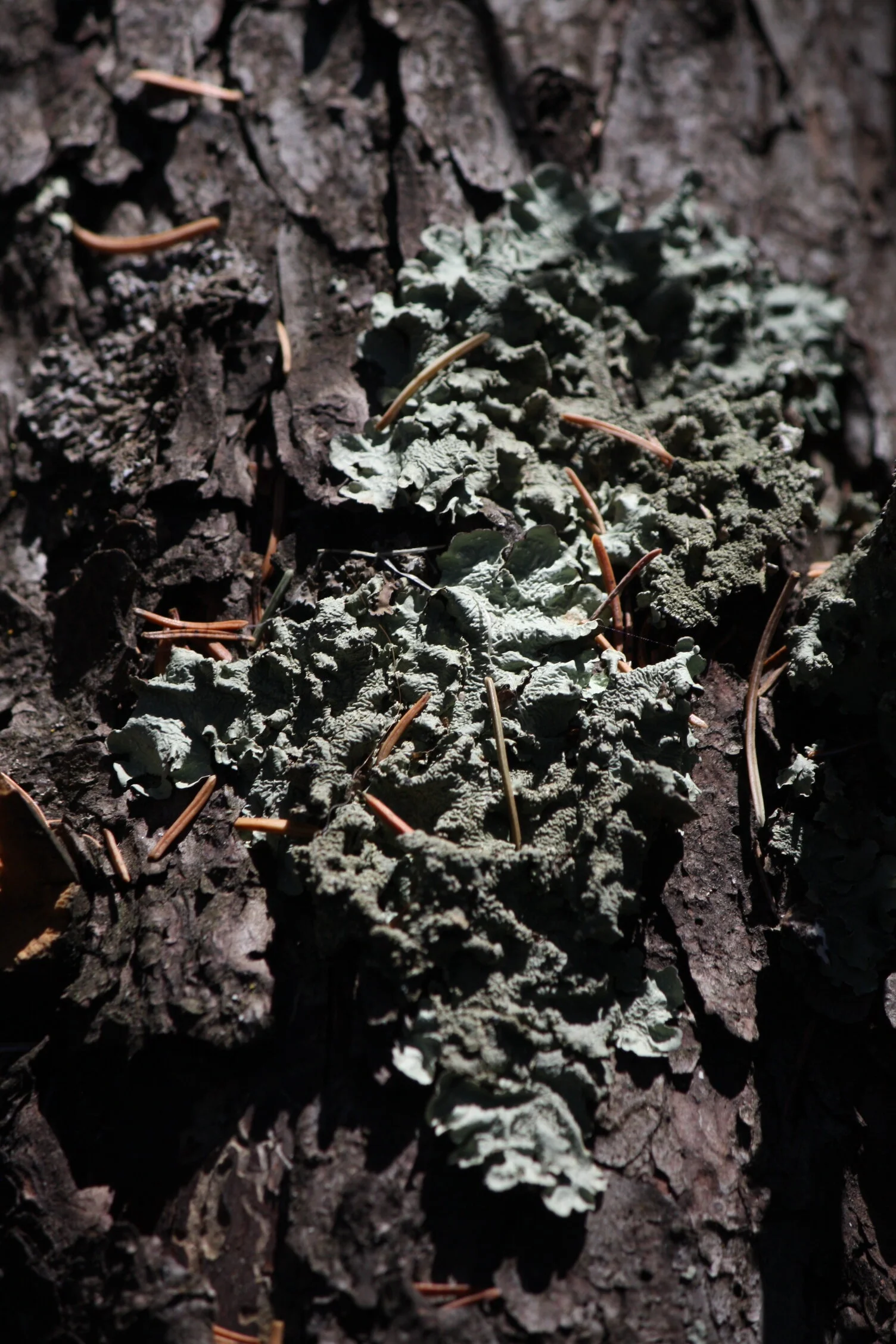 Common Greenshield Lichen