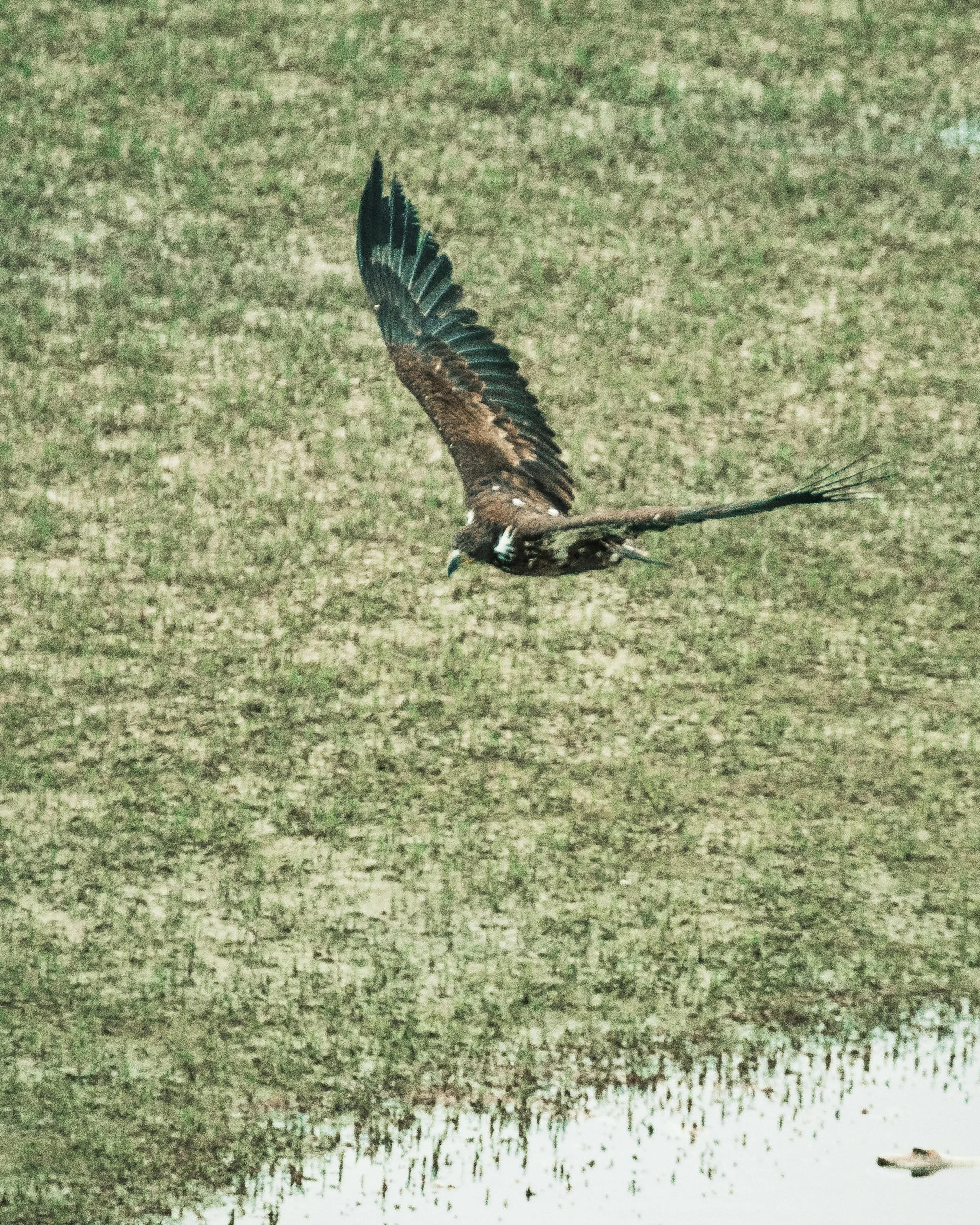 Nature Tours (Photos by Matt Wallace - Citizen Blitz).-1-10.jpg