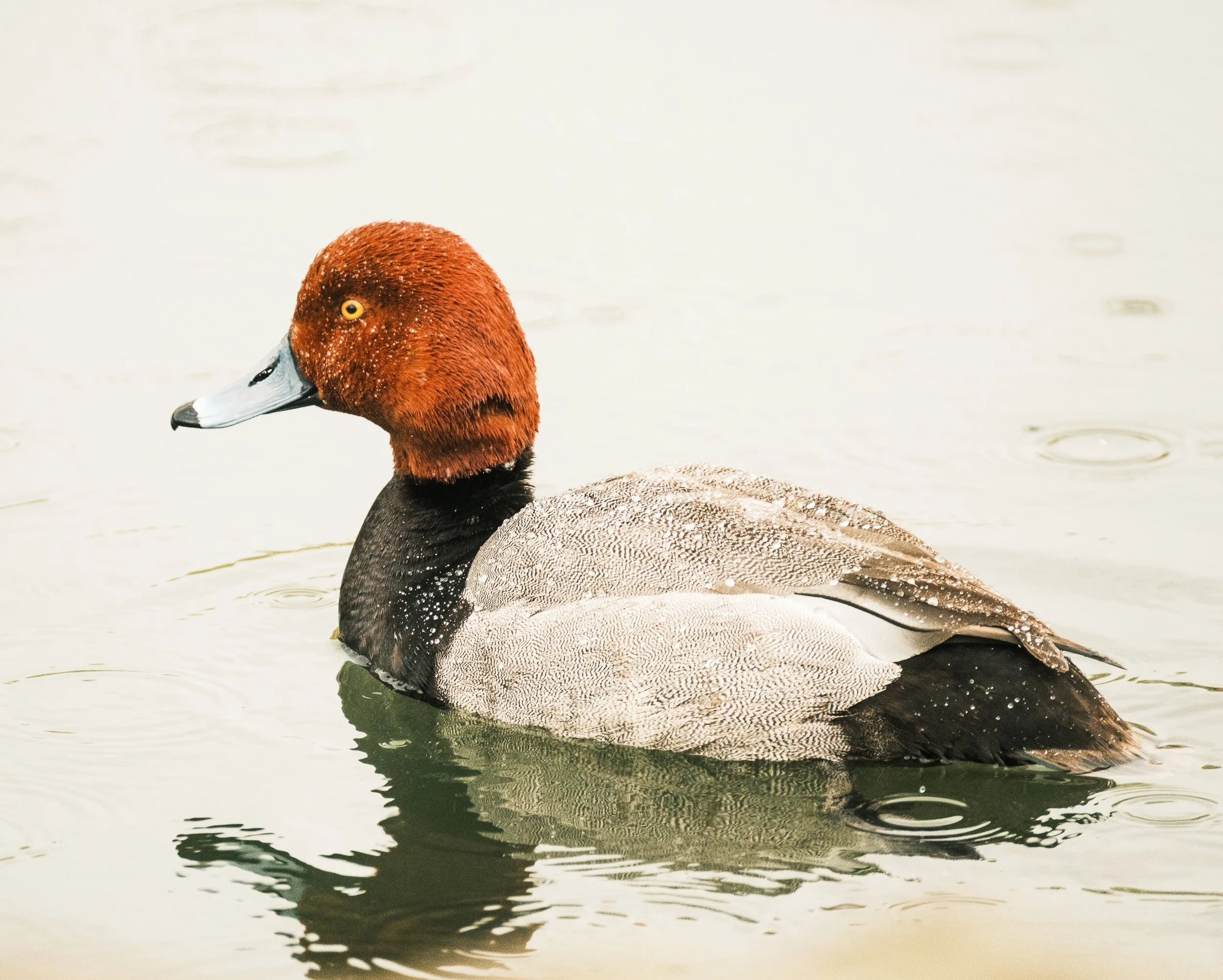 Nature Tours (Photos by Matt Wallace - Citizen Blitz).-1-3.jpg