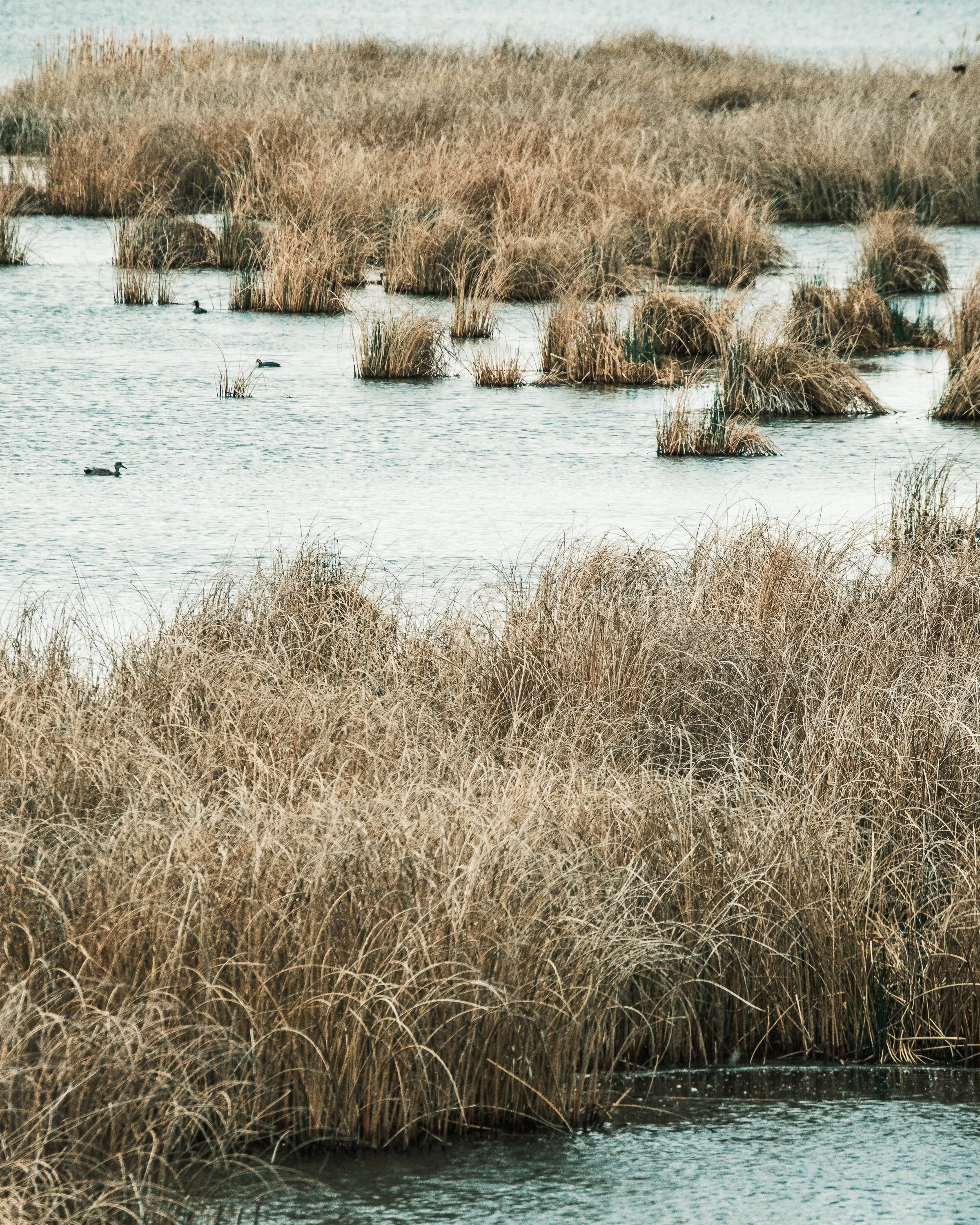Nature Tours (Photos by Matt Wallace - Citizen Blitz).-1-15.jpg