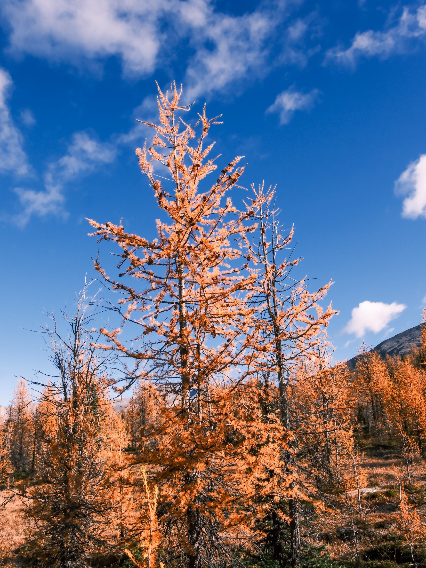 Larch Tree. Photos by Matt Wallace - Citizen Blitz-1.jpg