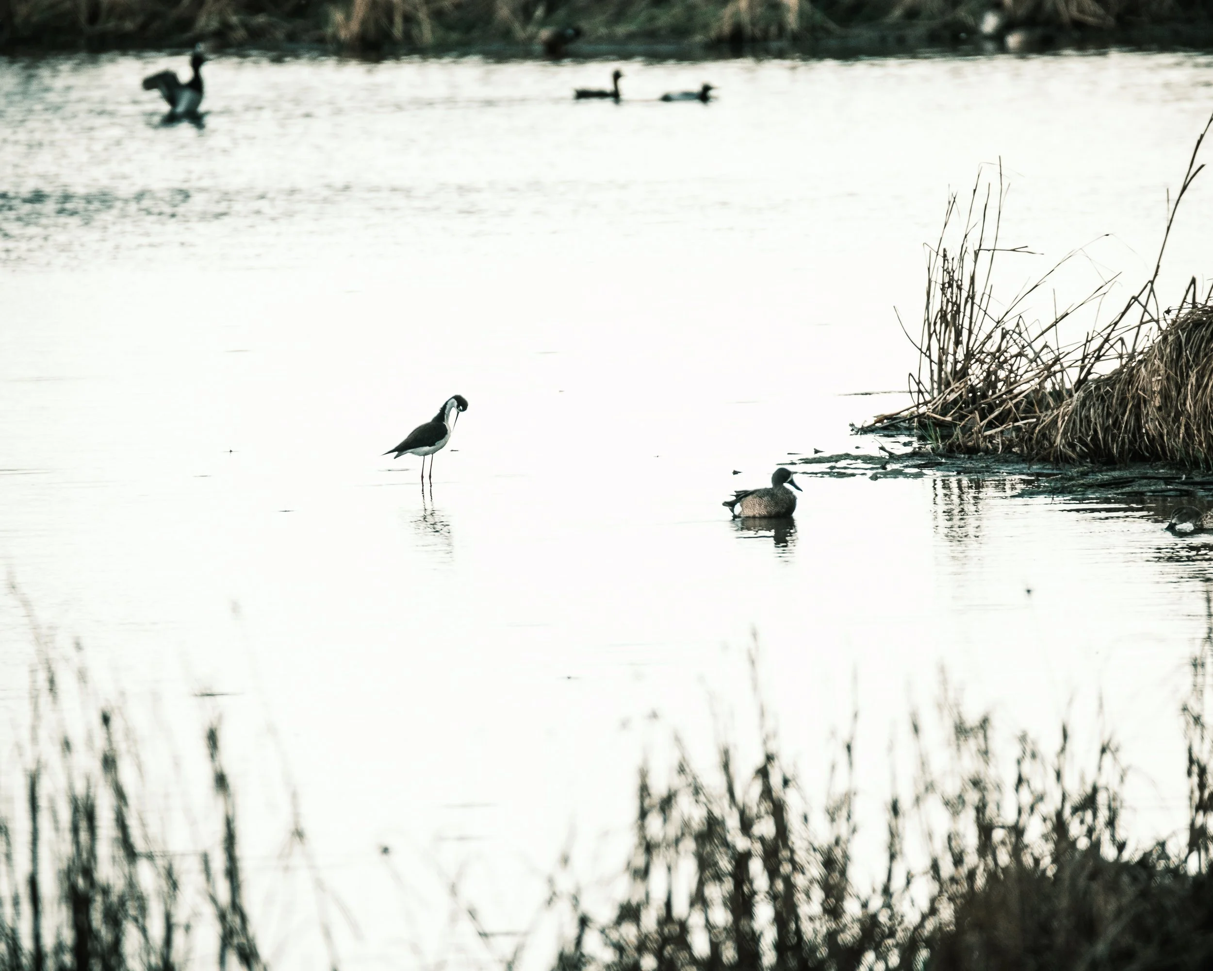 Nature Tours (Photos by Matt Wallace - Citizen Blitz).-1-17.jpg