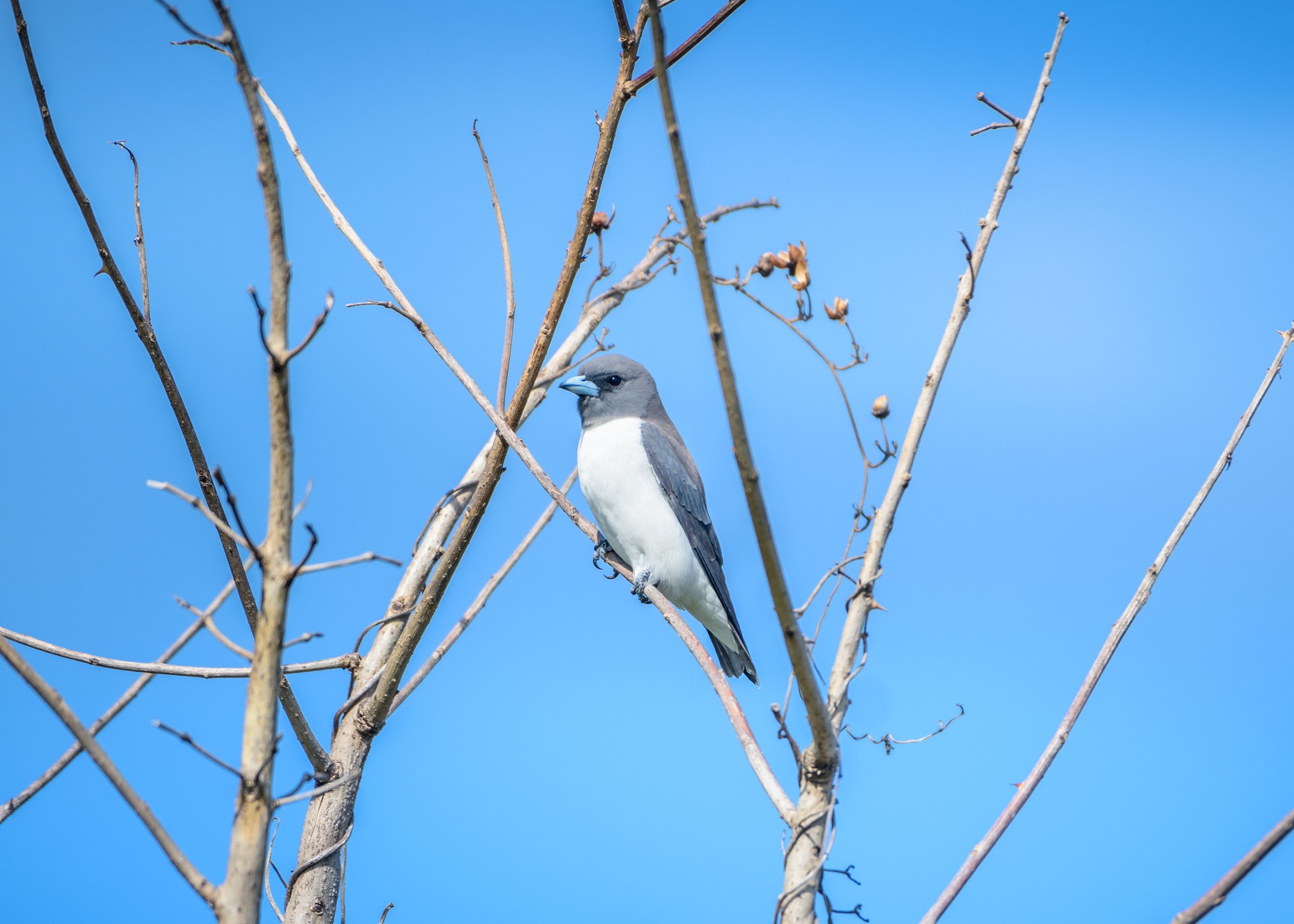 White-breasted Woodswallow1.jpg