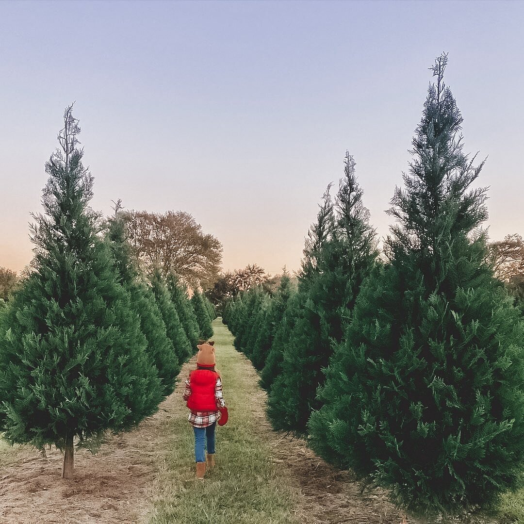 As Christmas Season comes to an end, we have a few things for you to know ahead of this weekend! 🎅🏼

🌲 Our fields are still OPEN for cutting your own Pine or Cypress tree! Our minimum height requirement is still 6ft. Pine and Cypress trees are sol