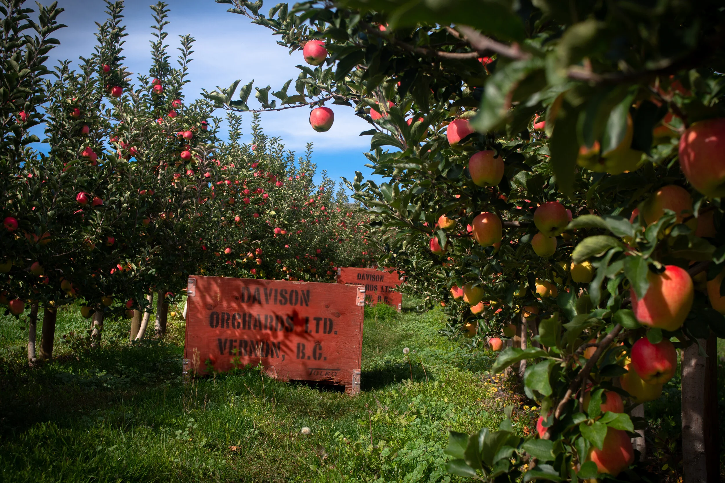 Davison Orchards