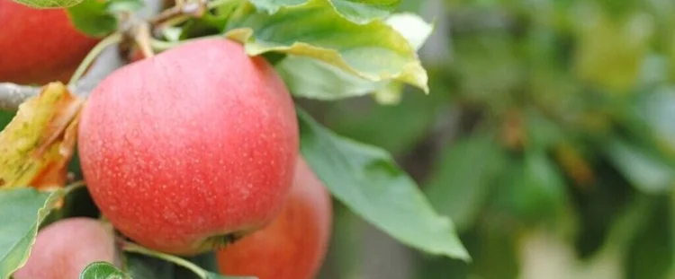 Royal Gala Apples — Davison Orchards