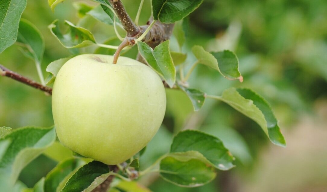Golden Delicious Apples — Davison Orchards