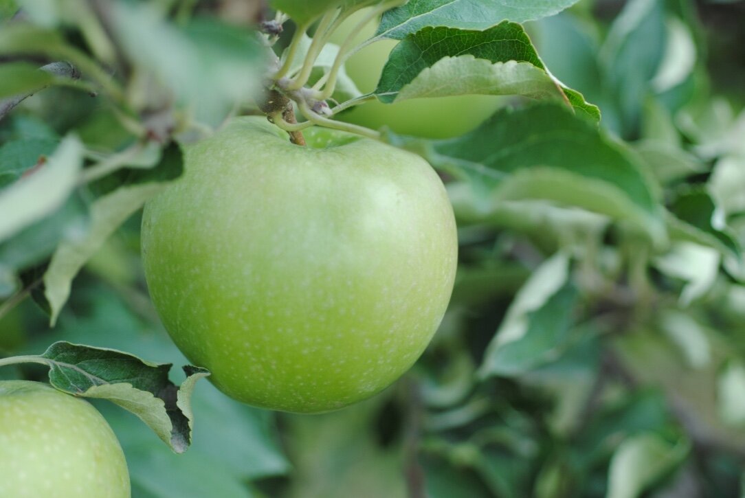 The History of the Granny Smith Apple and Granny Smith