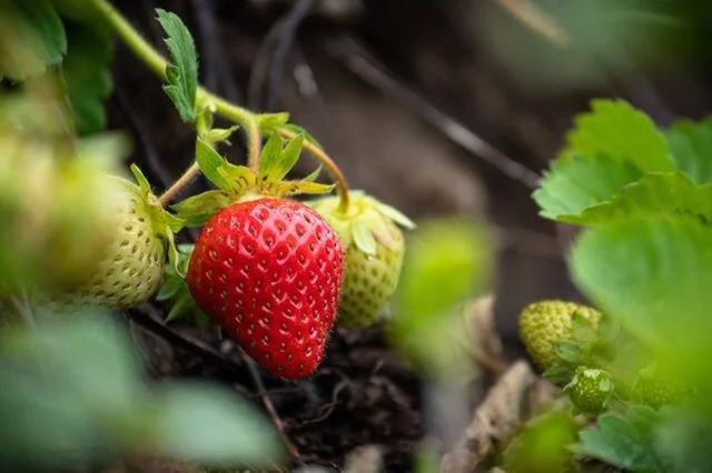 We are in the peak of the strawberry season! Freshly picked from our field and ready for you to enjoy! 🍓😋Today is also the first day for cherries! 🍒 Both are now available in our produce barn!⁠
.⁠
.⁠
.⁠
.⁠
.⁠
.⁠
.⁠
.⁠
.⁠
.⁠
.
