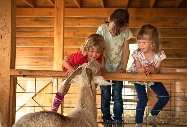 The girls are excited to welcome a new friend to the animal barn! Be sure to stop by and say hello to "Sergeant", our new goat! 🐐⁠
.⁠
.⁠
.⁠
.⁠
.⁠
.⁠
.⁠
.⁠
.⁠
.