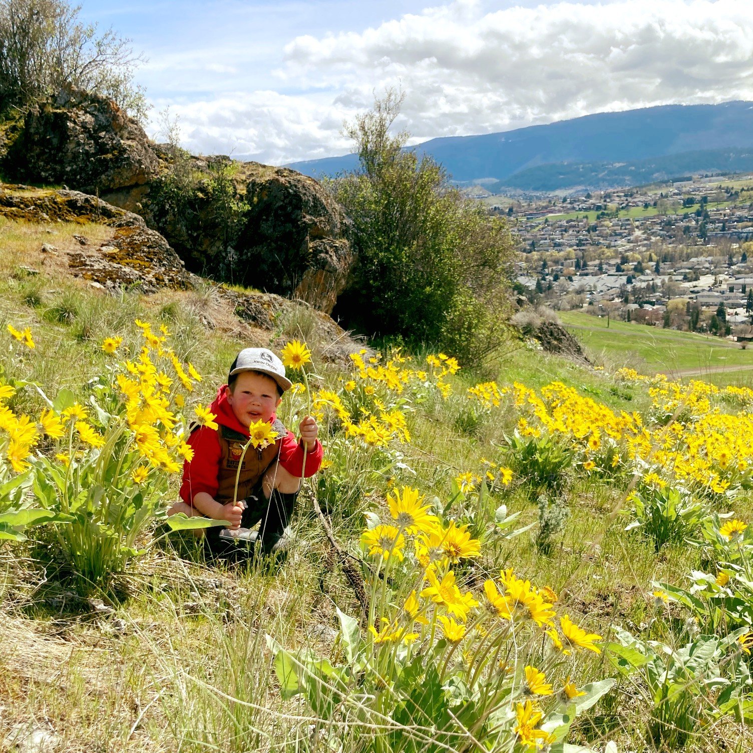 The Bella Vista hills are spectacular with an abundance of blooming Okanagan Sunflowers.

The scientific name is &quot;Balsamorhiza sagittata&quot;. Better known as Arrowleaf balsamroot. What do you call it?

They won't last long, so take a walk and 