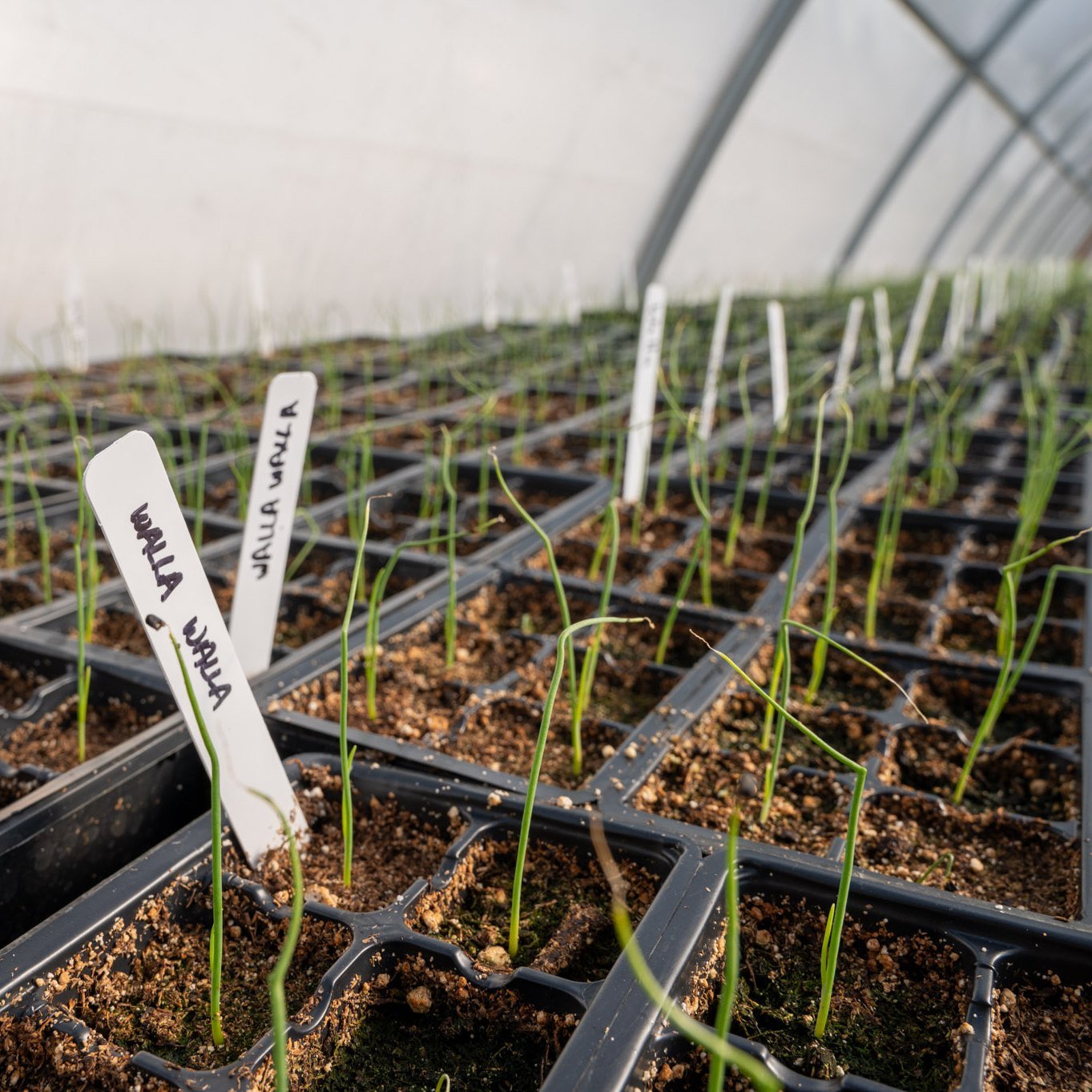 Our greenhouse is where the magic really happens.
Can you believe that these small, thin sprouts are going to become the huge, super sweet Walla-Walla onions? 
Aren't they delicious?

Just 11 days until we open!