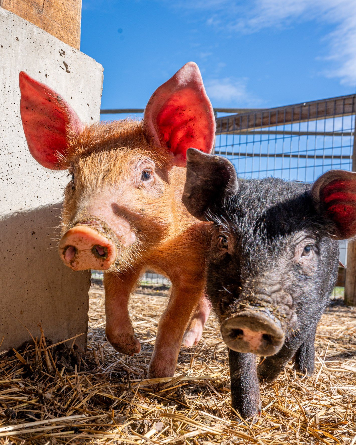 We have two new Barn Friends!

Meet Stella and Sue 🐖

They can't wait to meet you on May 1st.