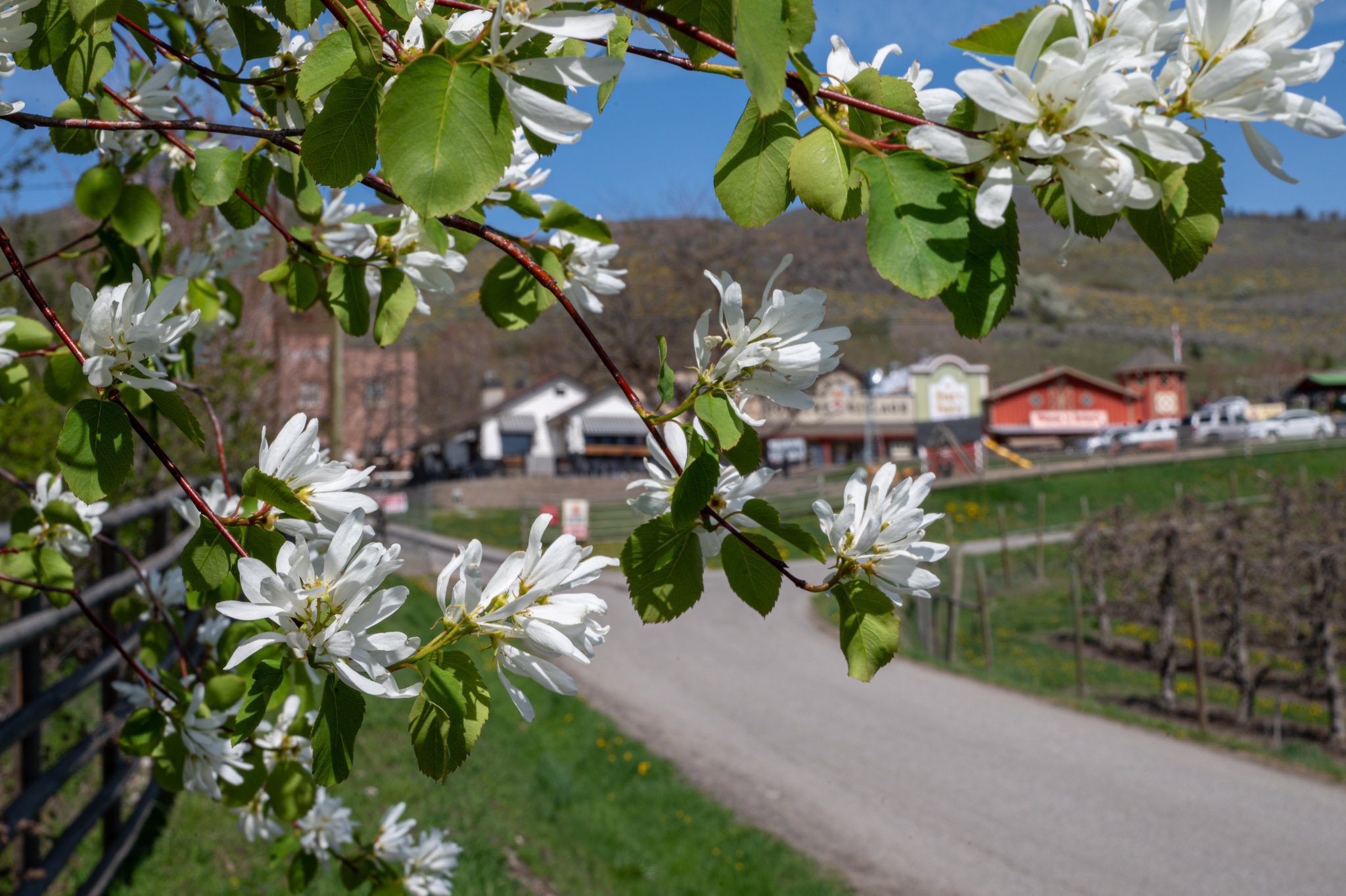 Saskatoon flowers have blossomed!

Just because the saskatoon shrub (Amelanchier alnifolia) is a shrub, it is not necessarily short - it can grow up to eight meters tall!

Our apple trees will be blooming soon.

Only nine days to open.