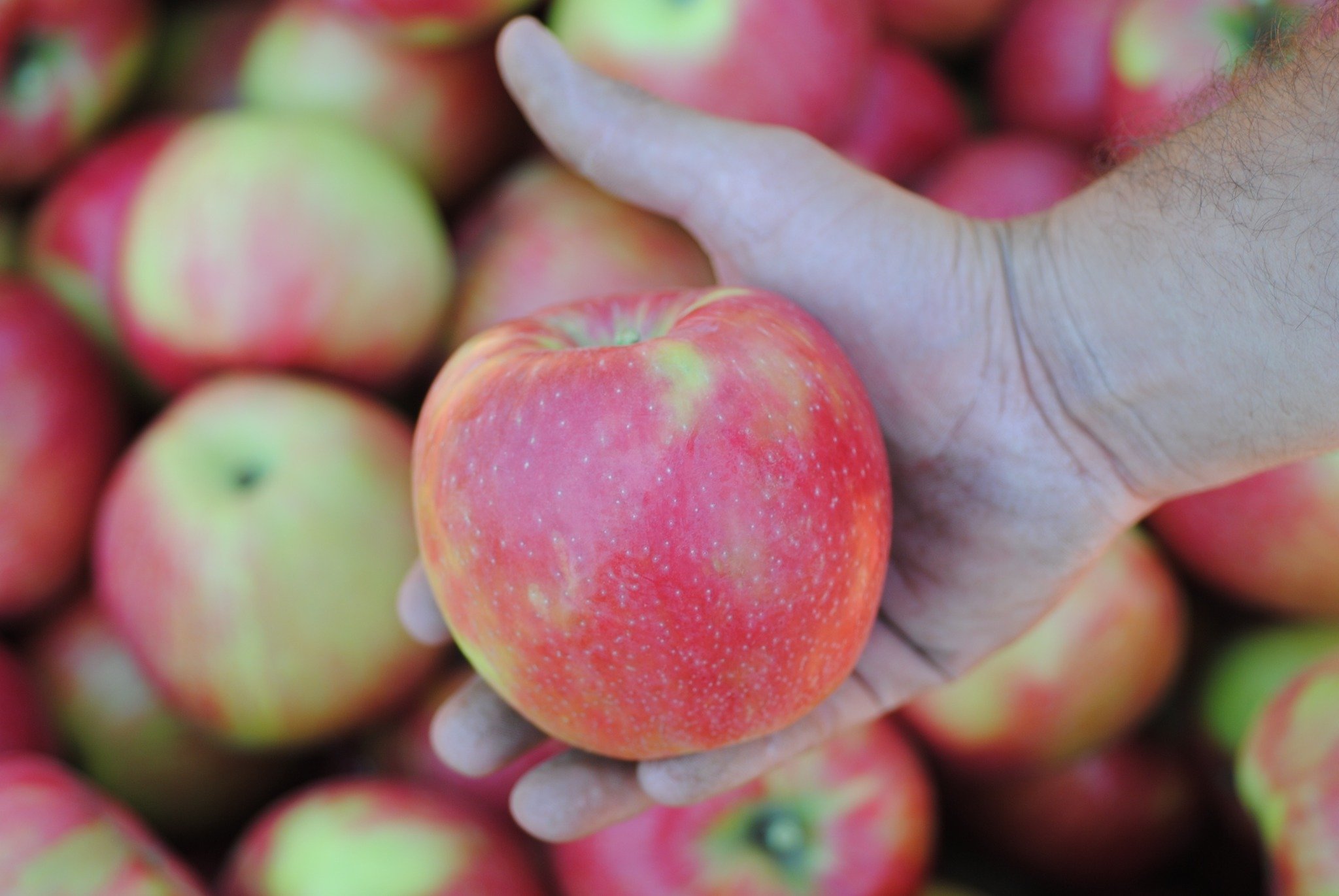 We have fresh Davison Honeycrisp Apples available now! Can you believe it?

Come today, we are open until 5:30 p.m.