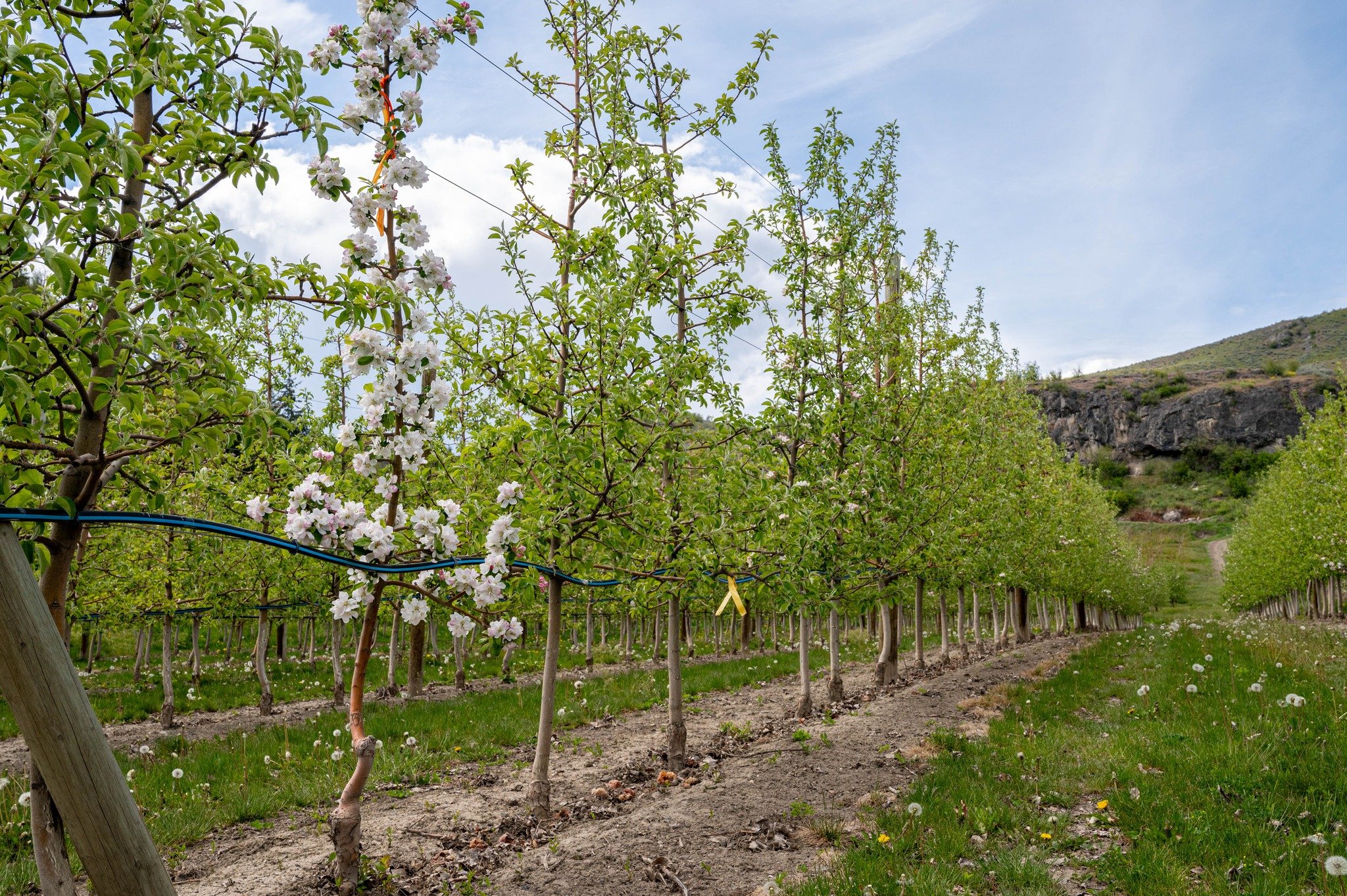 Have you noticed how in a row of fruit trees there are a couple of them that stand out, that don't look the same?

That's because, in order to help cross-pollination, we provide the bees and other insects with pollen from a different species of fruit