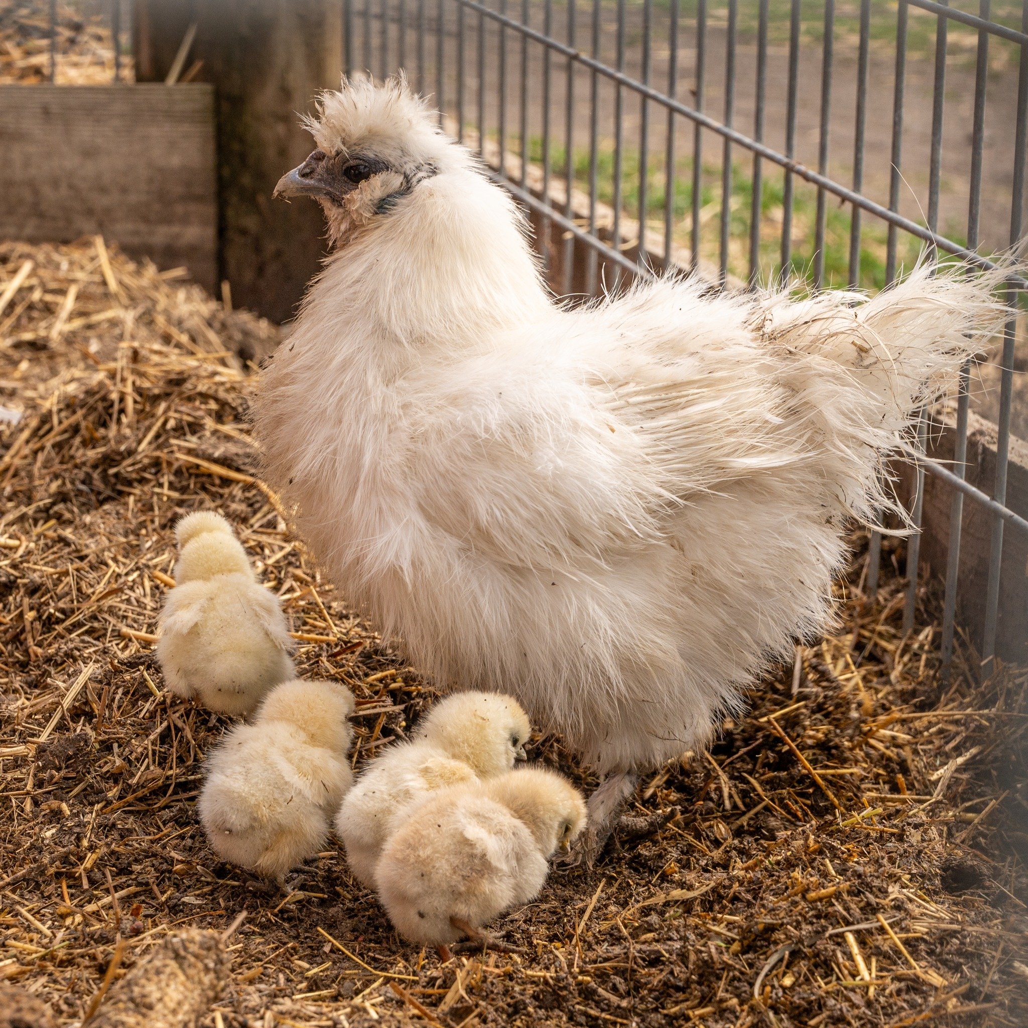 🐣 Exciting news! We've got adorable baby Silkie chicks in the kids' corral area!
Swing by and meet our newest fluffy friends. They're sure to melt your heart! 🥰