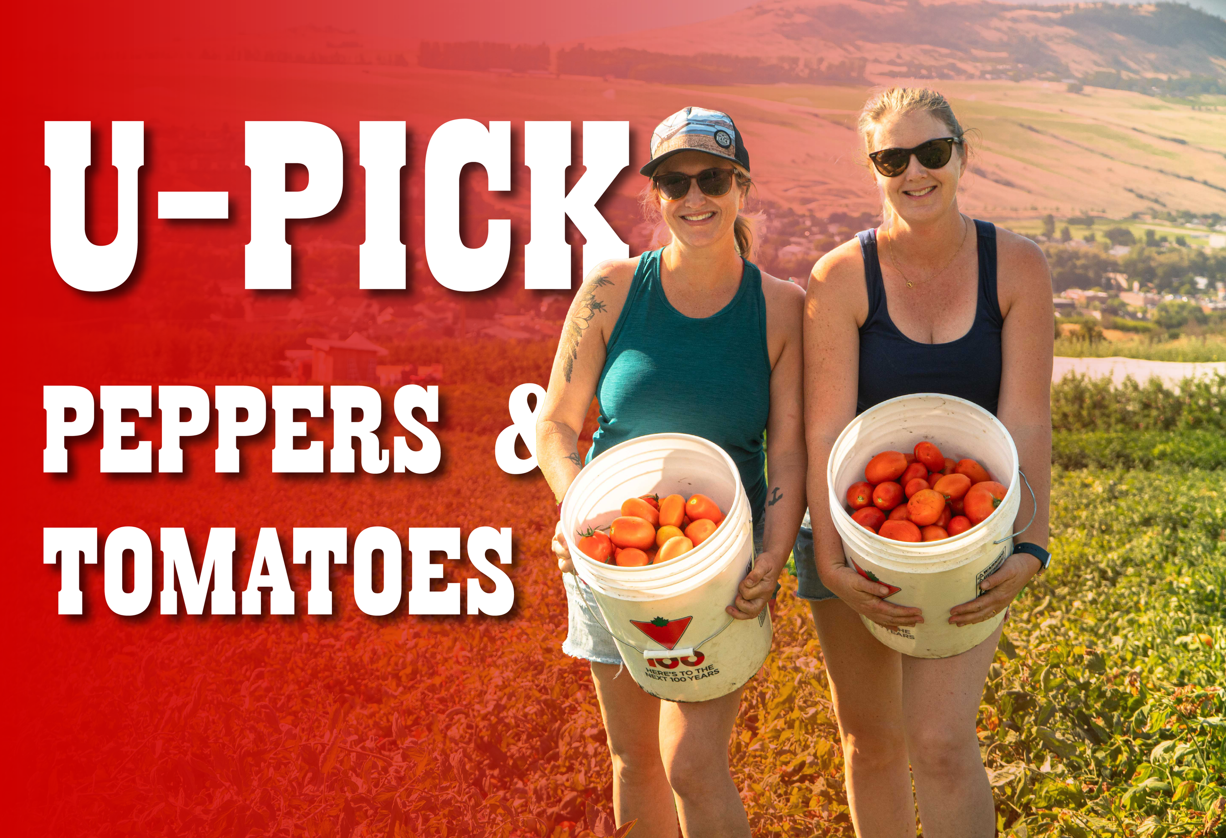 U-PICK Peppers & Tomatoes