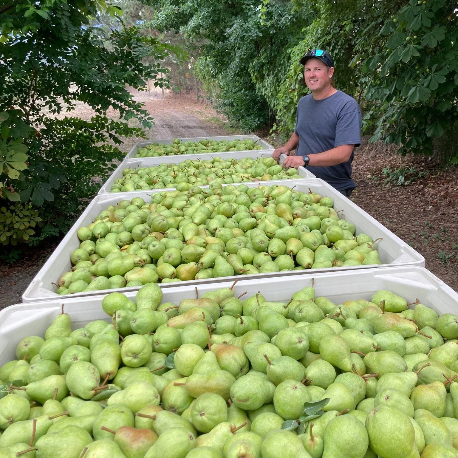 We are so excited about our amazing pear crop. Lance and the crew have been harvesting these Bartlett pears and they are now available the market. We also have freestone peaches &amp; three apple varieties including Honeycrisp!