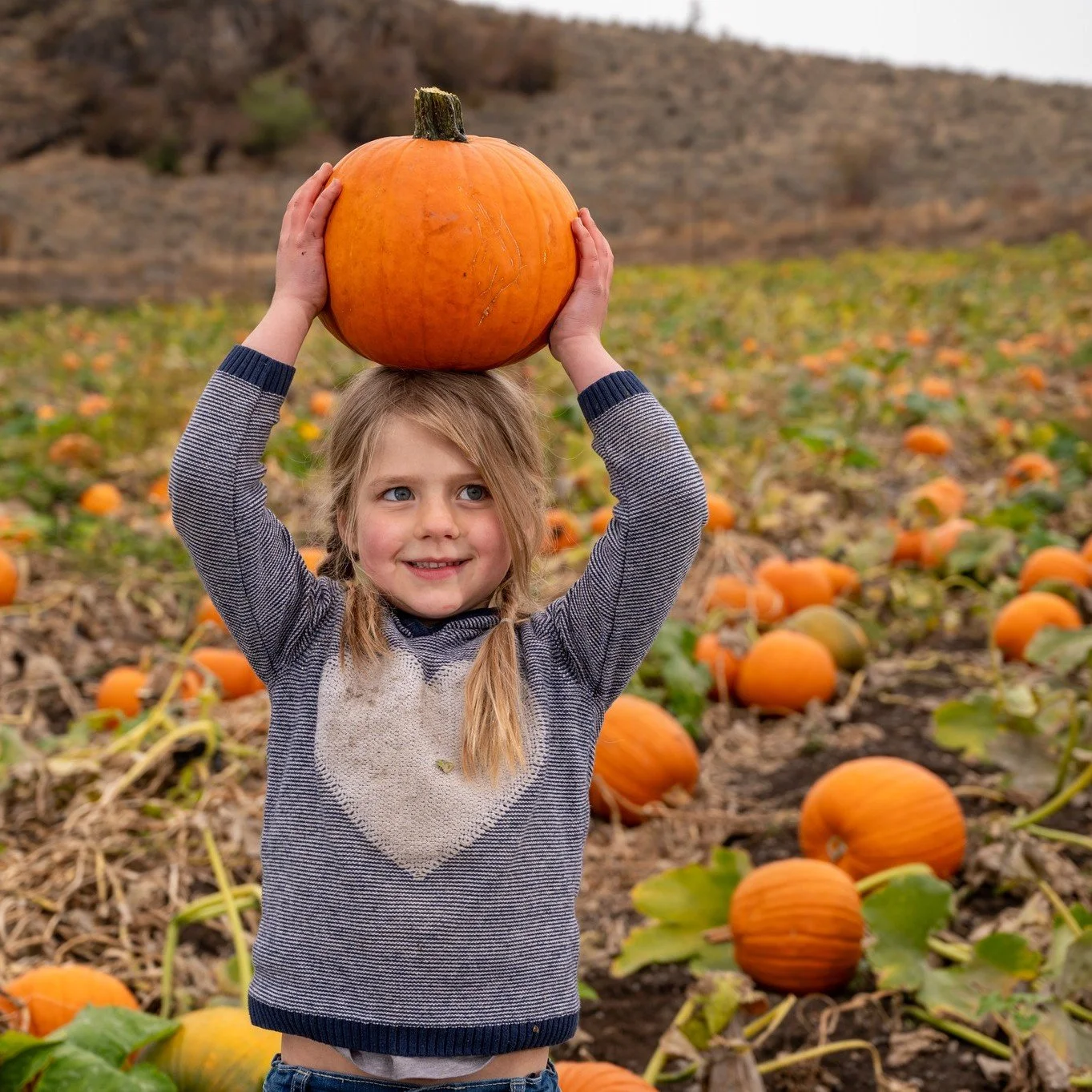 🎃🍎 Come visit this Thanksgiving weekend at Davison Orchards! 🍂
We&rsquo;re open all weekend long from 9 to 5:30,  the perfect time to pick your pumpkins and pies and enjoy a fun family tradition!✨

Plus, something new this year: our Grab &amp; Go 